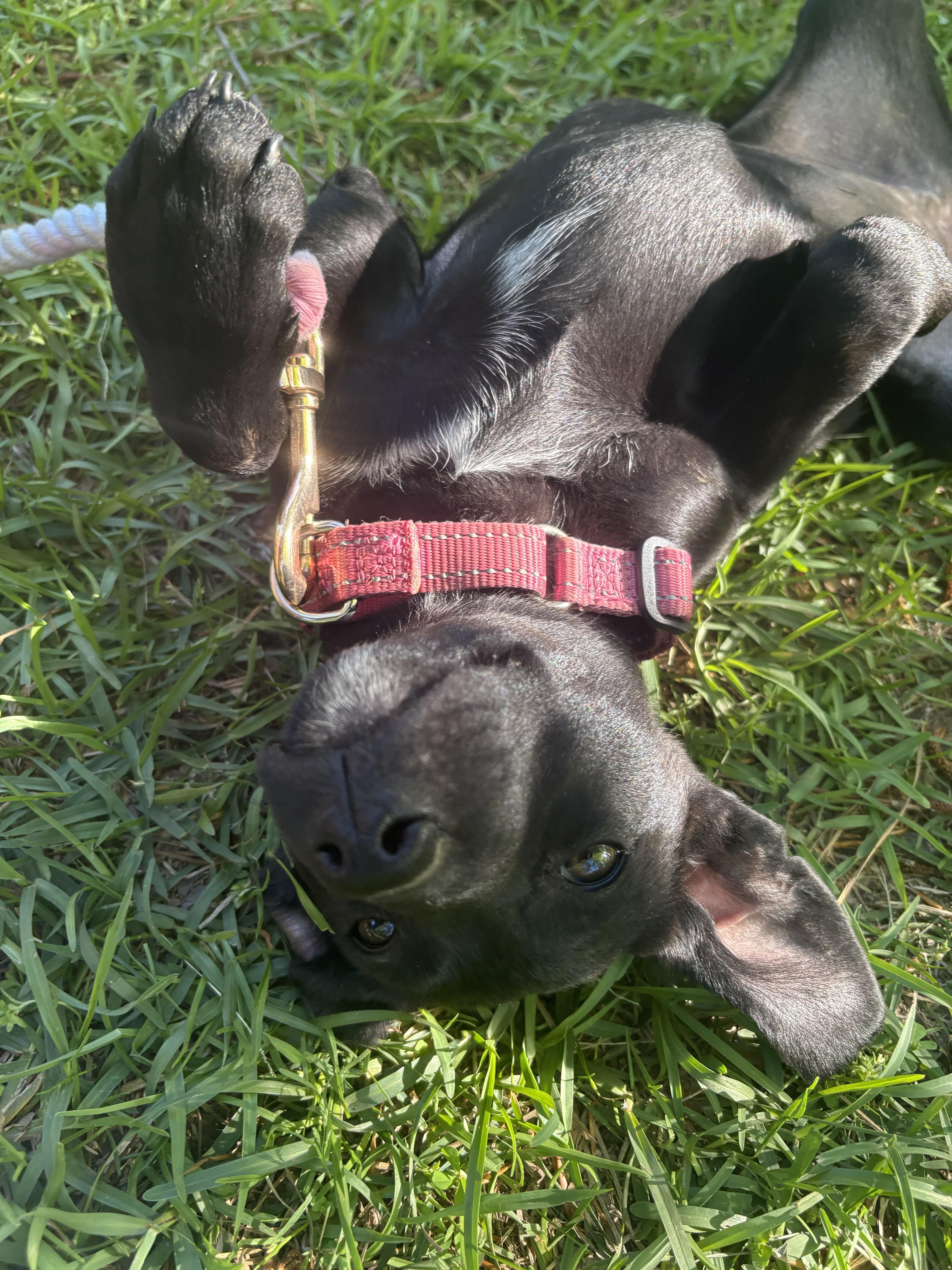 Enlarge Savannah, a Adoptable mixed breed in Westport, CT image 2/3