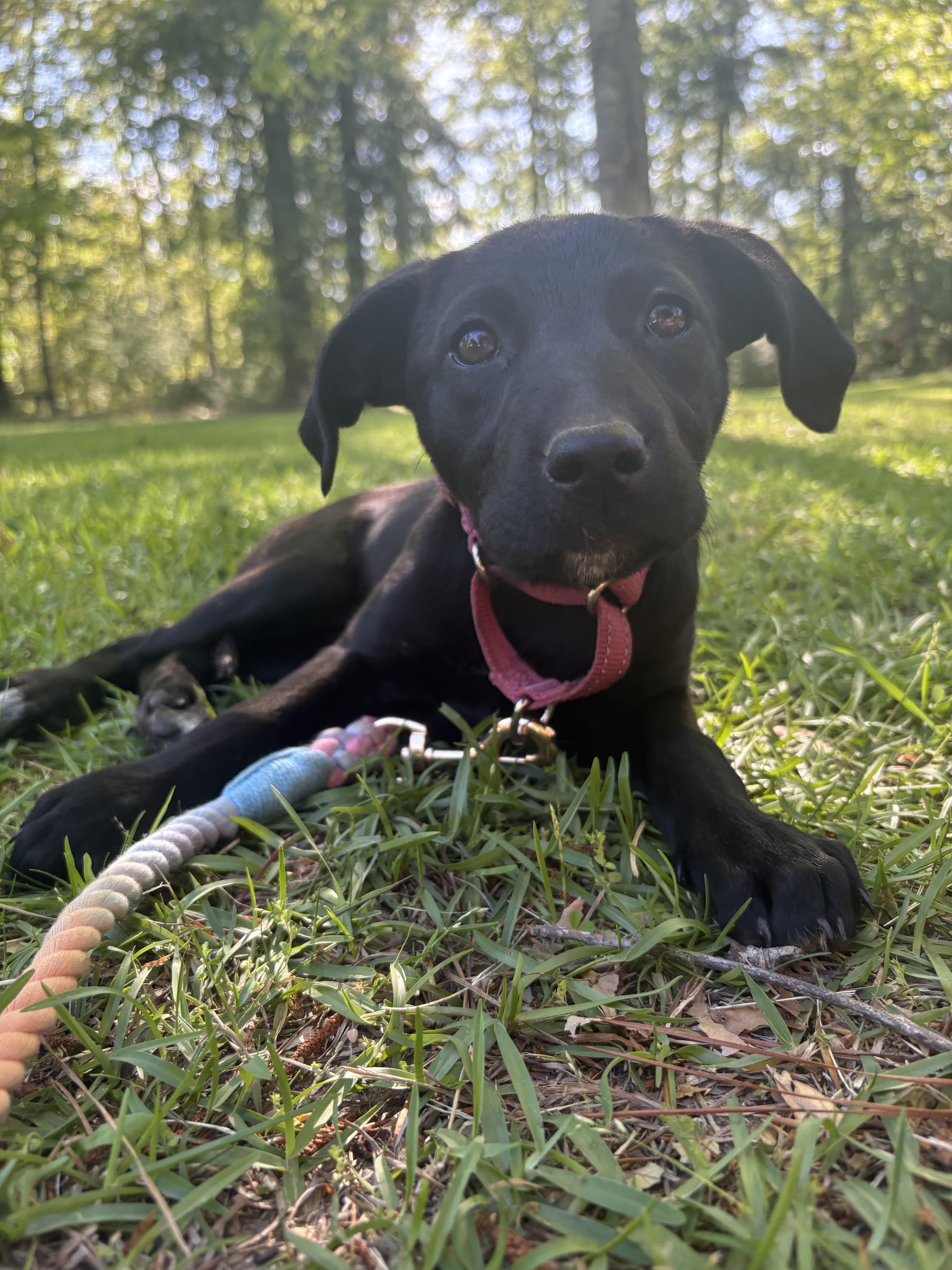 Enlarge Savannah, a Adoptable mixed breed in Westport, CT image 3/3