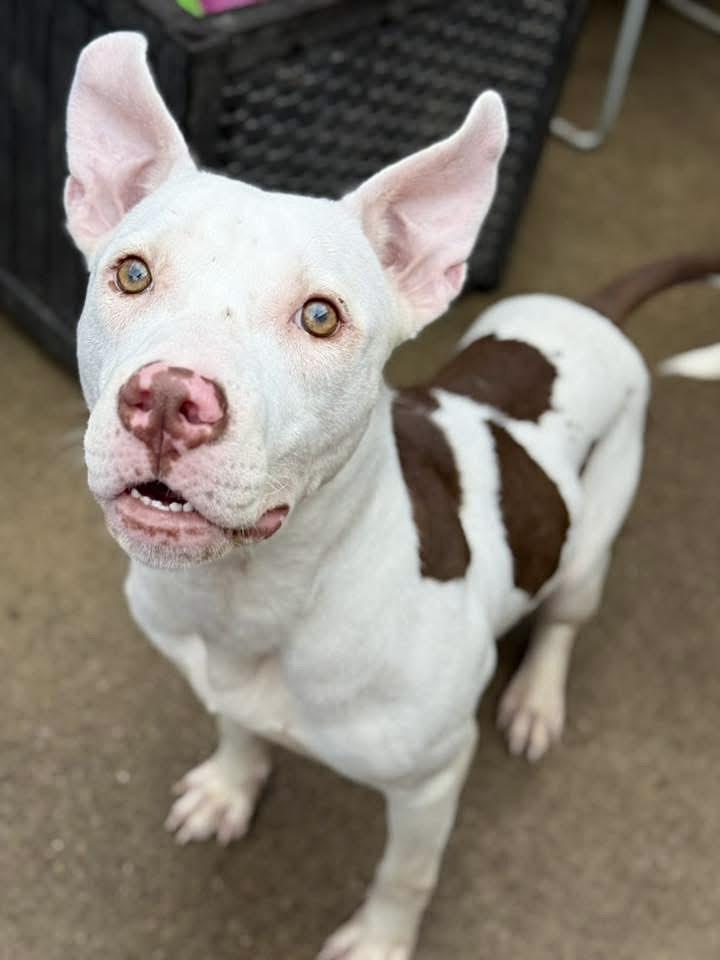 Joon, adopted, Adult Male Pit Bull Terrier.