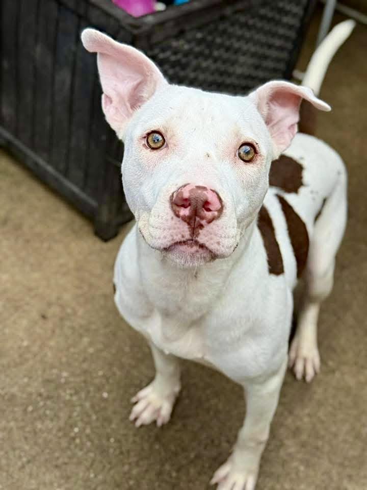 Joon, an adopted Pit Bull Terrier in Chicago, IL image 3/5