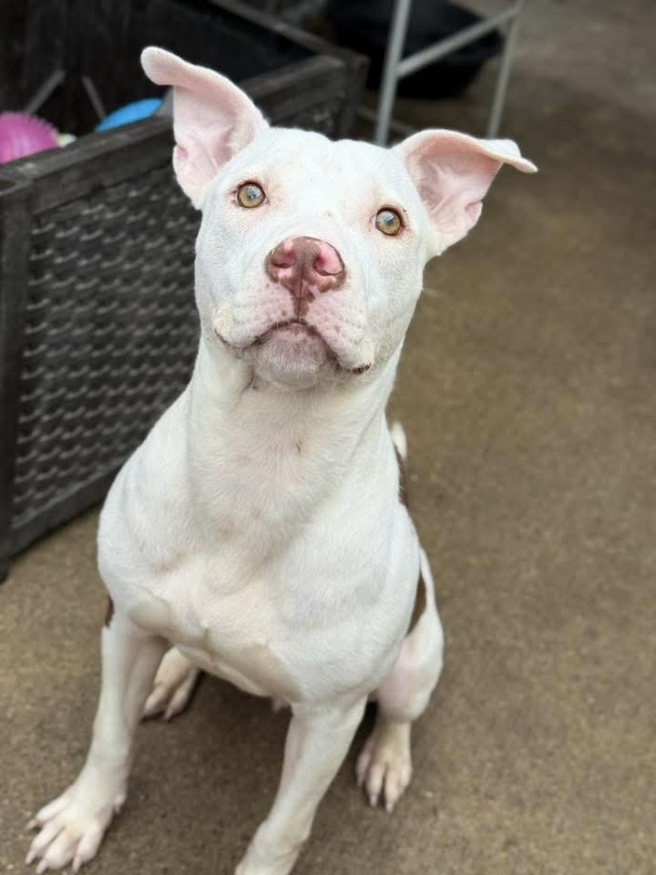 Joon, an adopted Pit Bull Terrier in Chicago, IL image 4/5