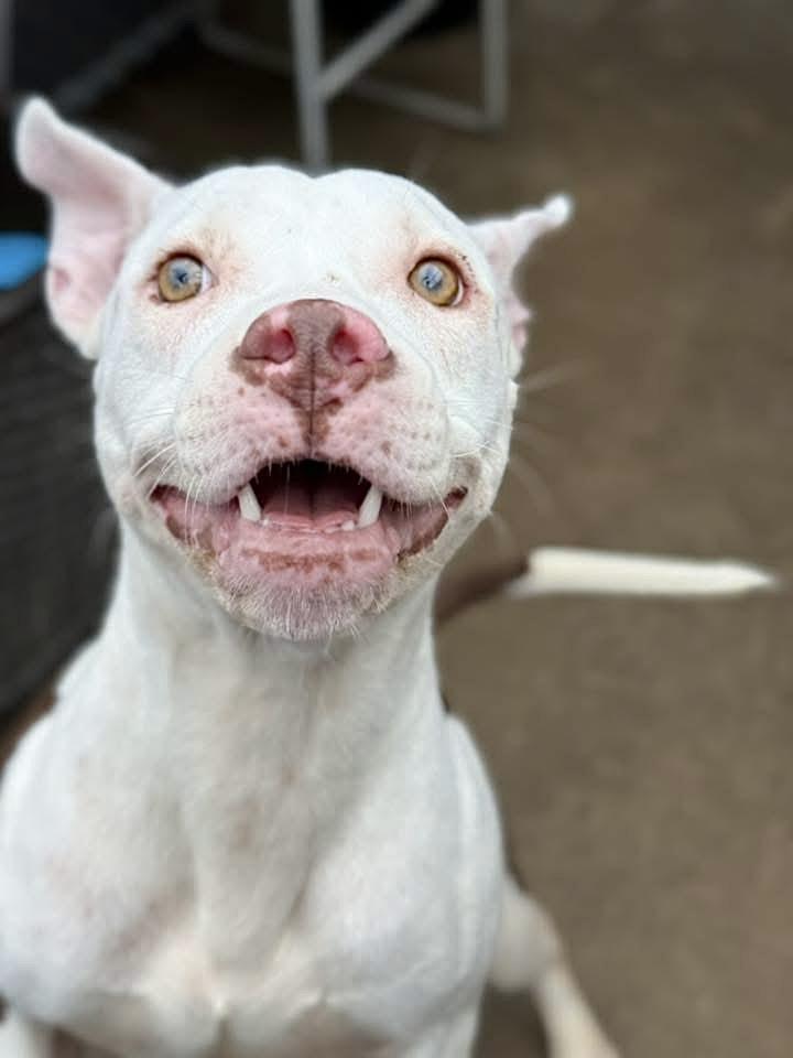 Joon, an adopted Pit Bull Terrier in Chicago, IL image 2/5