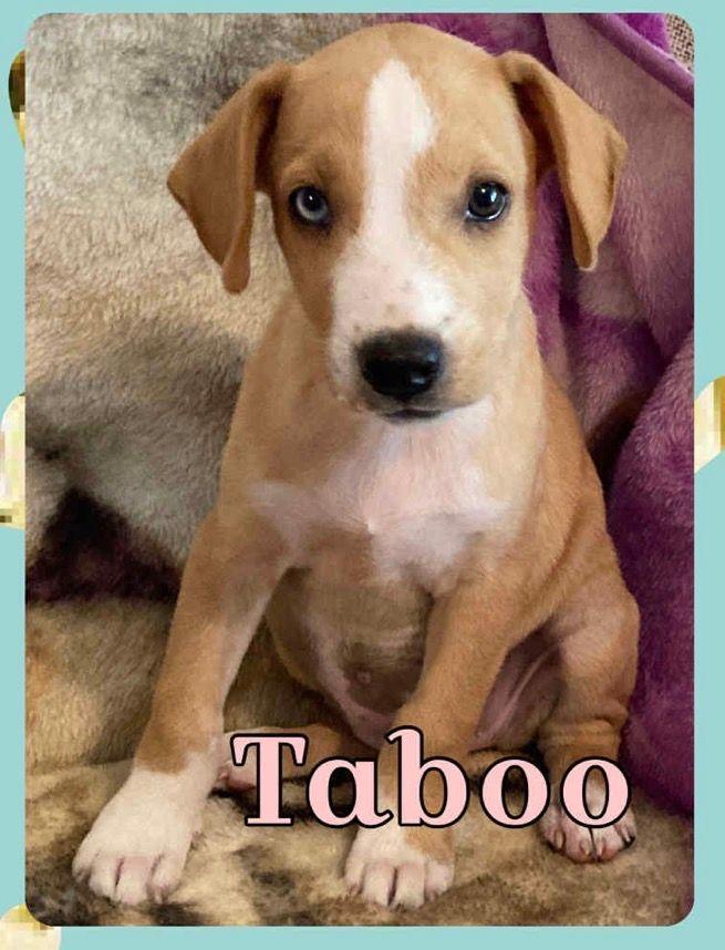 Taboo