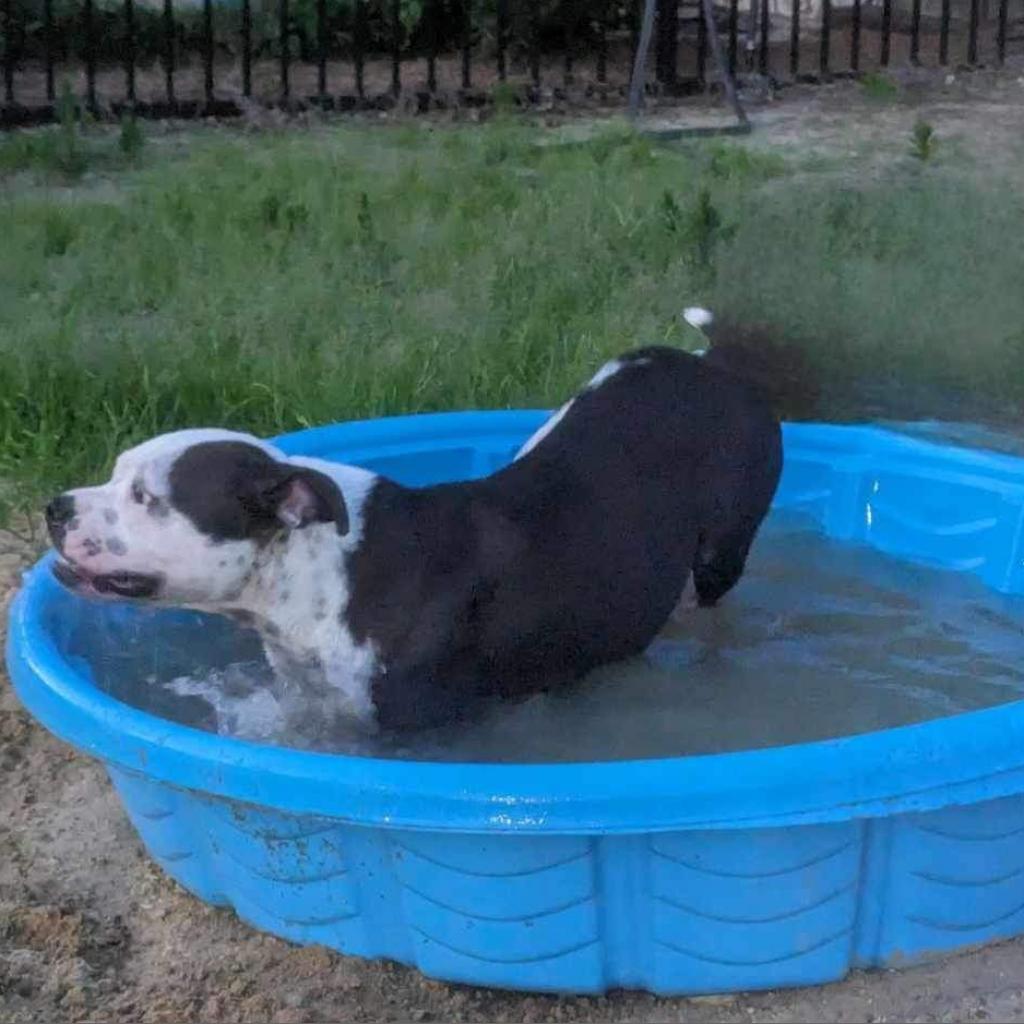 Grace (Stacey), a Adoptable Mixed Breed in Starkville, MS image 1/6