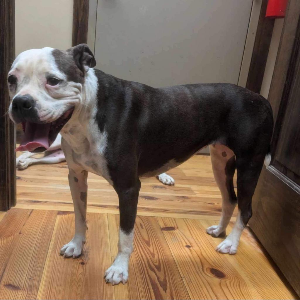 Grace (Stacey), a Adoptable Mixed Breed in Starkville, MS image 2/6