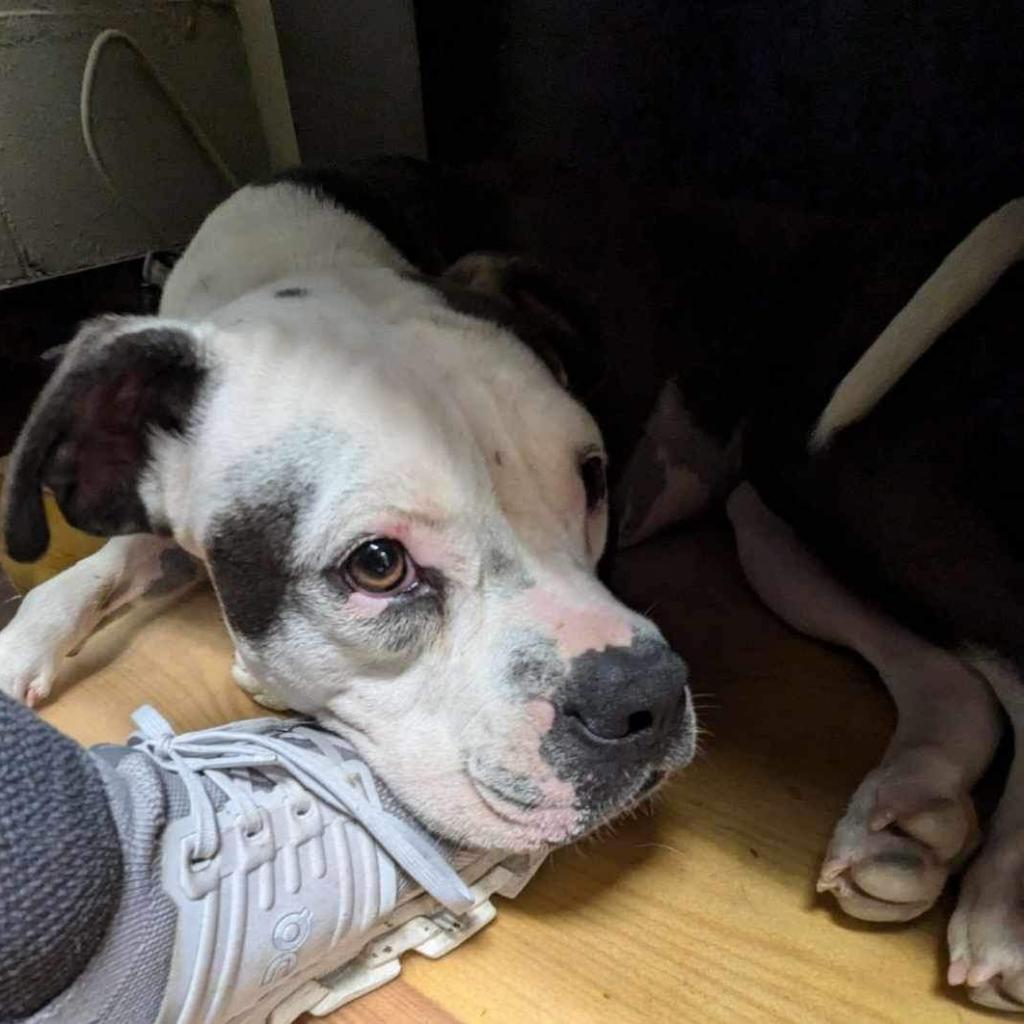 Grace (Stacey), a Adoptable Mixed Breed in Starkville, MS image 3/6