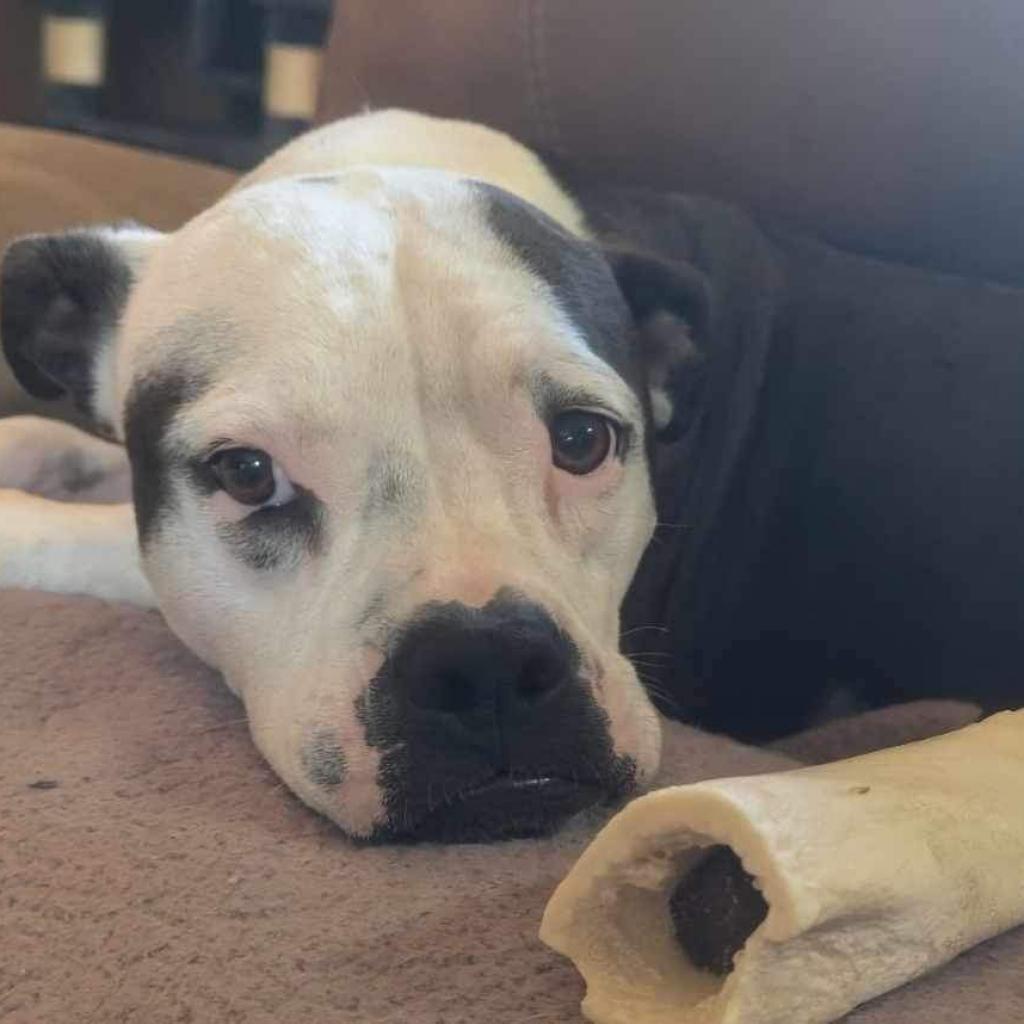 Grace (Stacey), a Adoptable Mixed Breed in Starkville, MS image 4/6