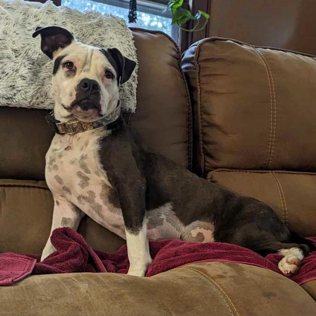 Grace (Stacey), a Adoptable Mixed Breed in Starkville, MS image 6/6