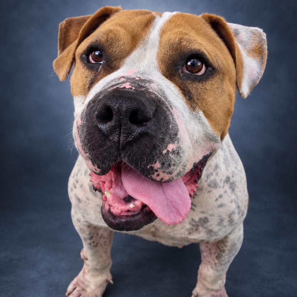 Enlarge Honey, a Adoptable mixed breed in Newport, TN image 2/4