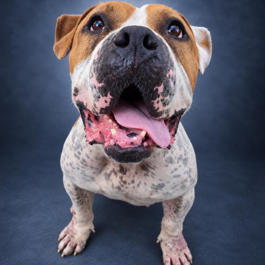 Enlarge Honey, a Adoptable mixed breed in Newport, TN image 3/4
