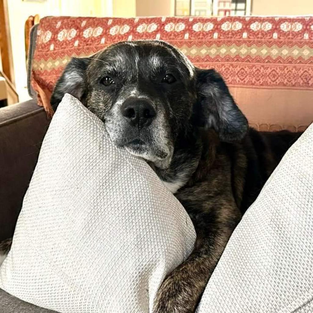 Max FKA Tiramisu, Adoptable, Adult Male Hound & Mixed Breed.