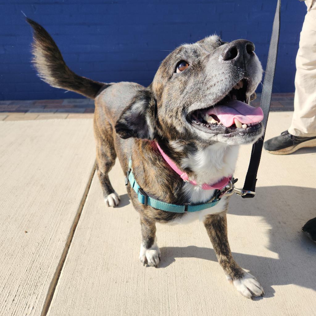 Enlarge Max FKA Tiramisu, a Adoptable mixed breed in Falls Church, VA image 2/6
