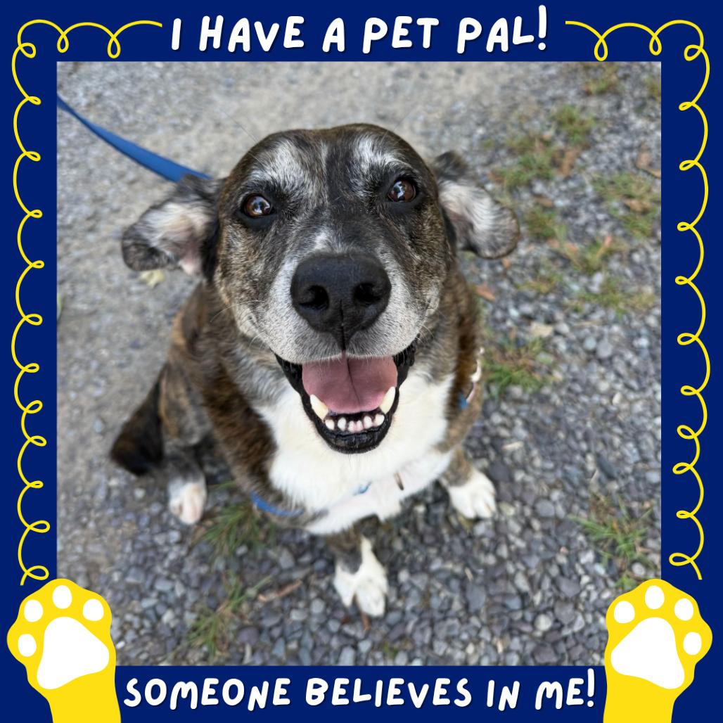 Enlarge Max FKA Tiramisu, a Adoptable mixed breed in Falls Church, VA image 3/6