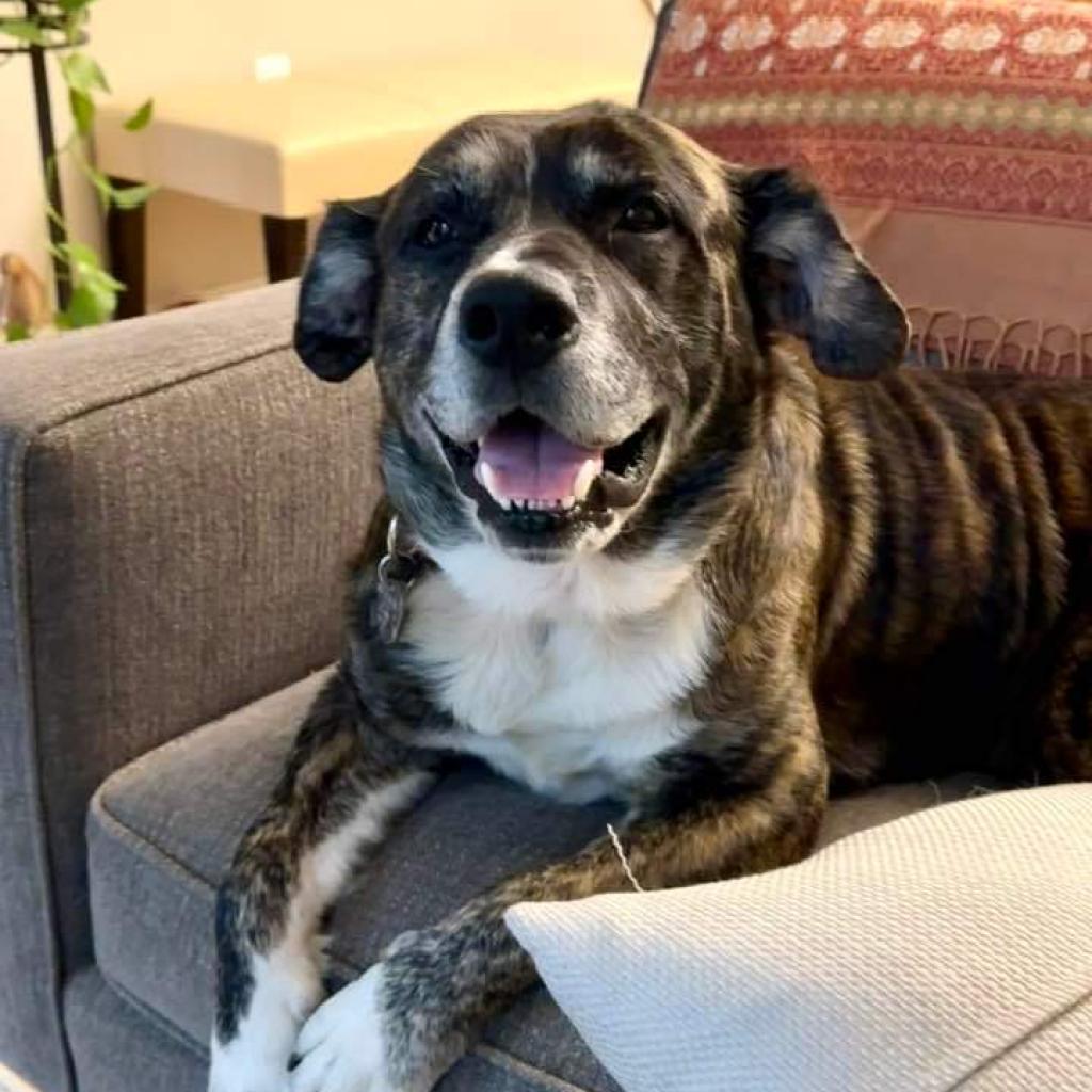 Enlarge Max FKA Tiramisu, a Adoptable mixed breed in Falls Church, VA image 4/6