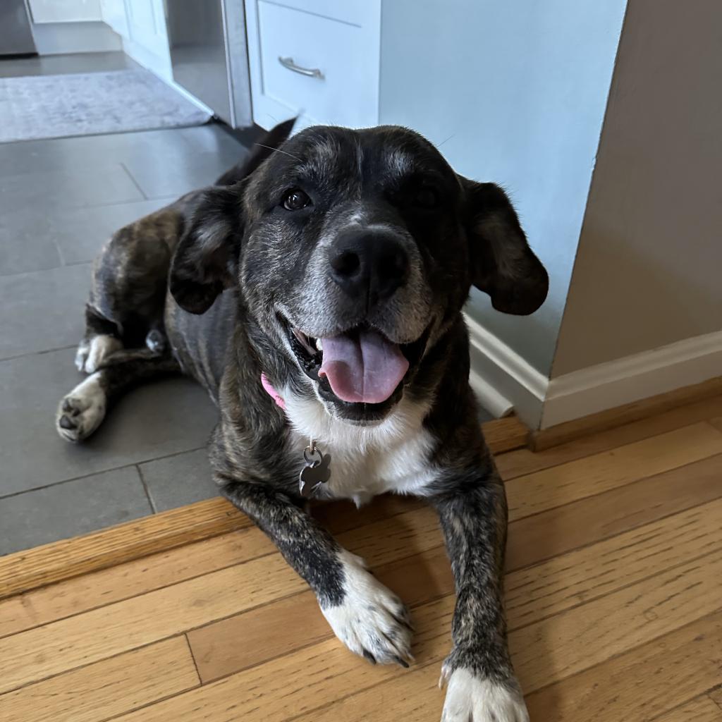 Enlarge Max FKA Tiramisu, a Adoptable mixed breed in Falls Church, VA image 5/6