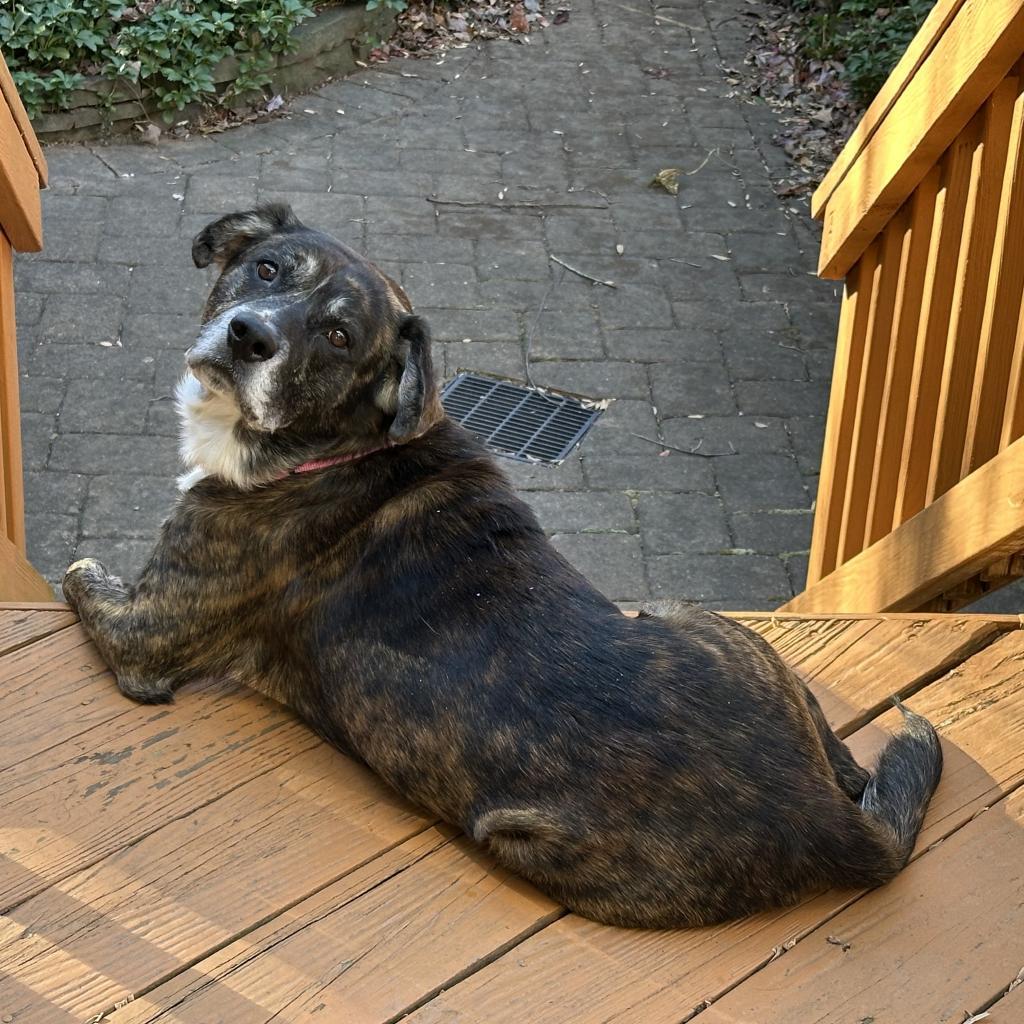 Enlarge Max FKA Tiramisu, a Adoptable mixed breed in Falls Church, VA image 6/6