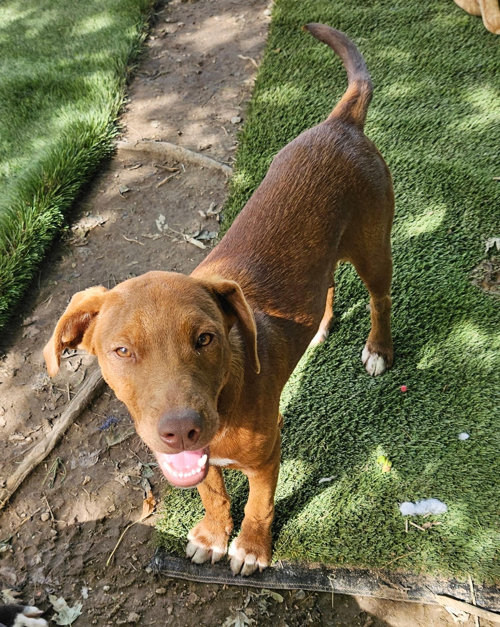 Caine, Adoptable, Adult Male Labrador Retriever & Boxer.
