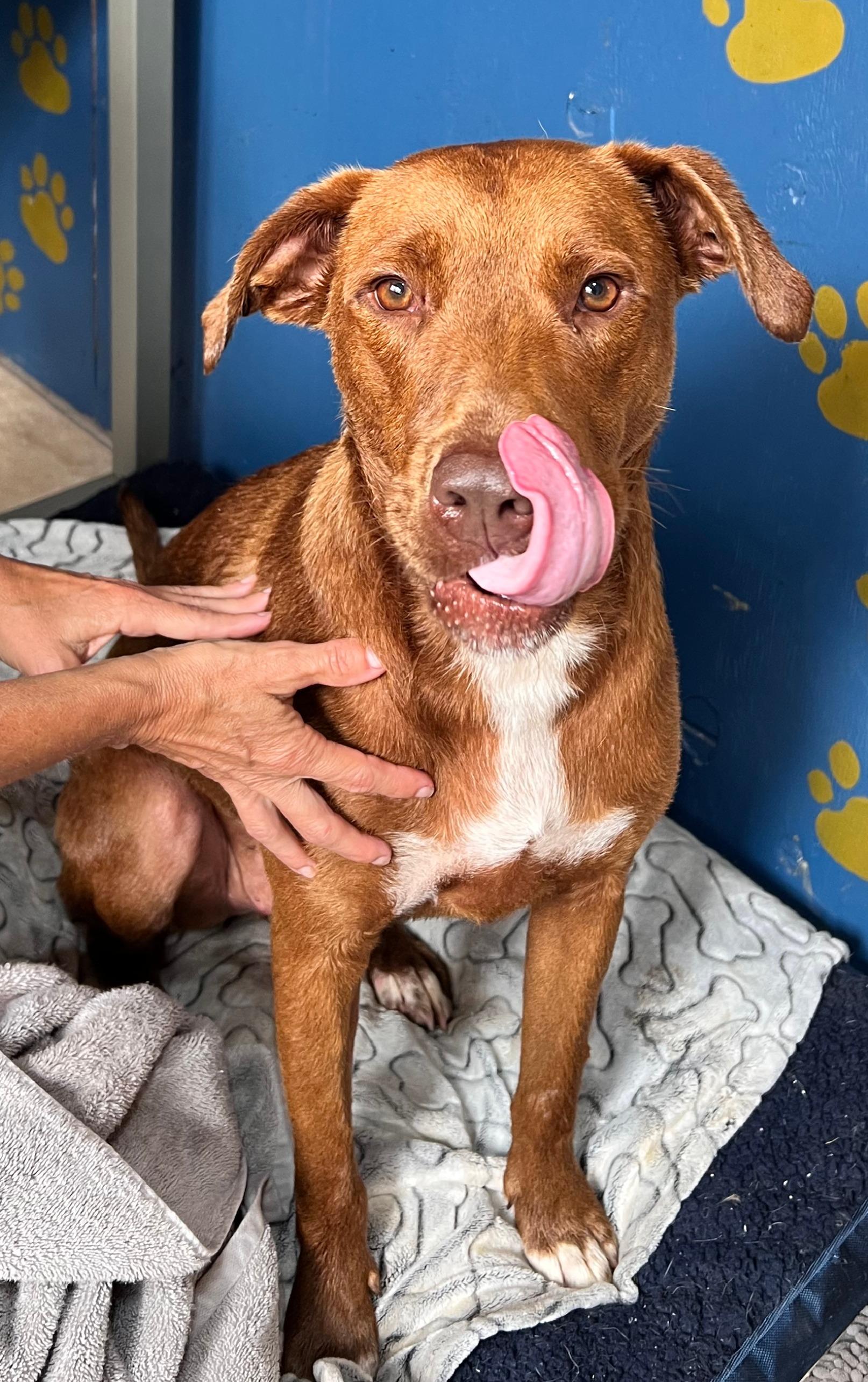 Enlarge Caine, a Adoptable mixed breed in Tracy City , TN image 2/3