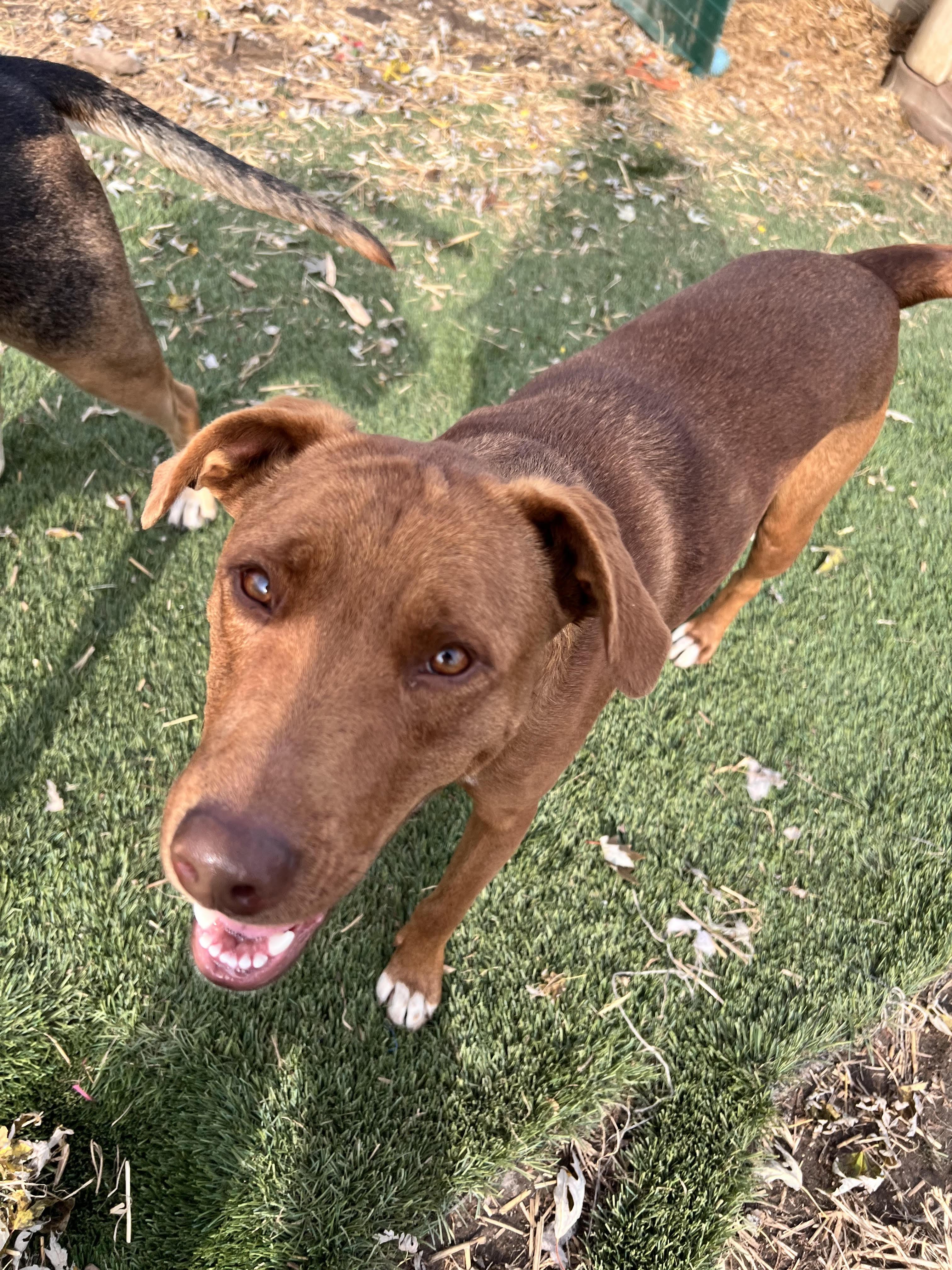 Enlarge Caine, a Adoptable mixed breed in Tracy City , TN image 3/3