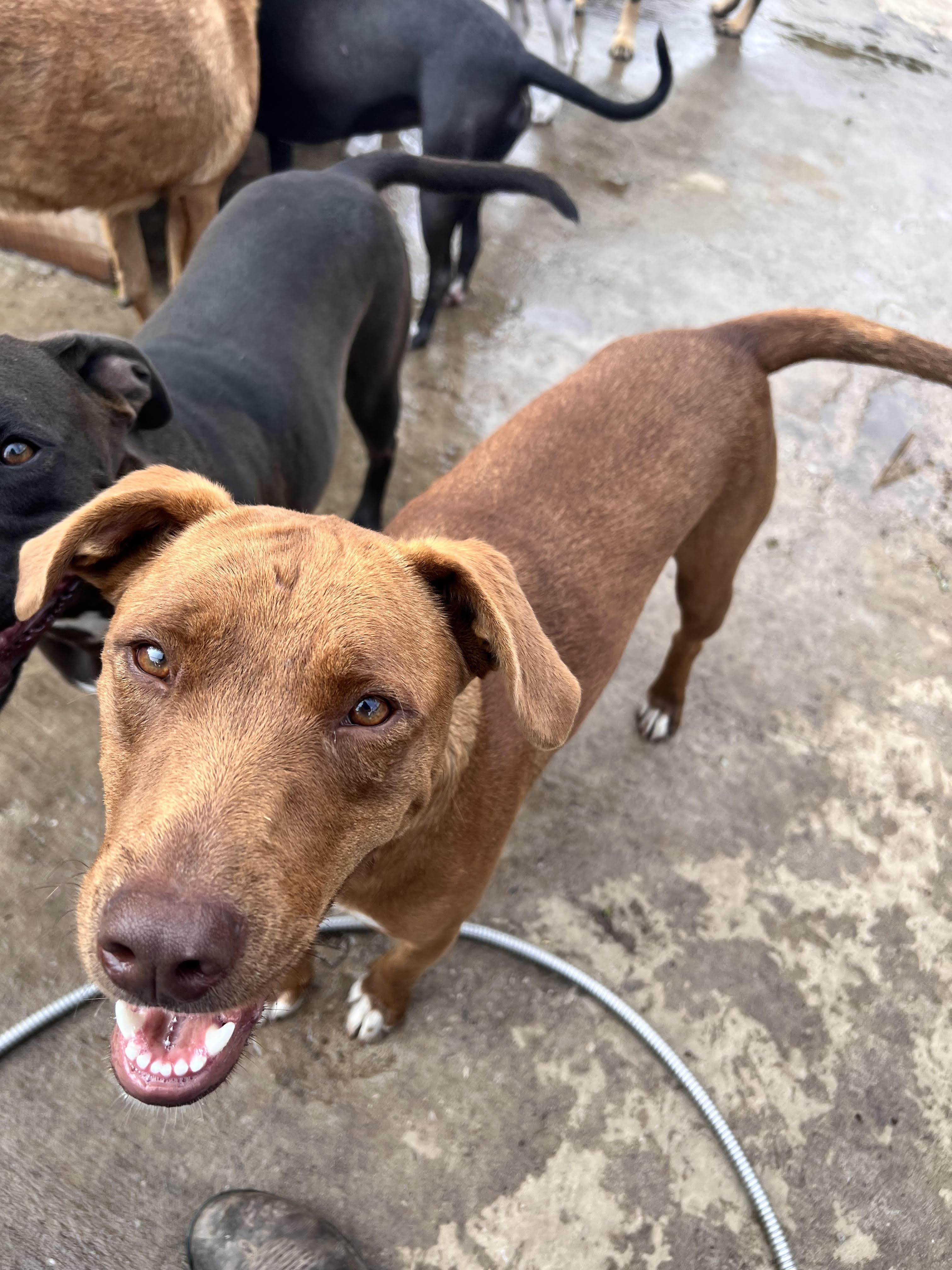 Enlarge Caine, a Adoptable mixed breed in Tracy City , TN image 2/3