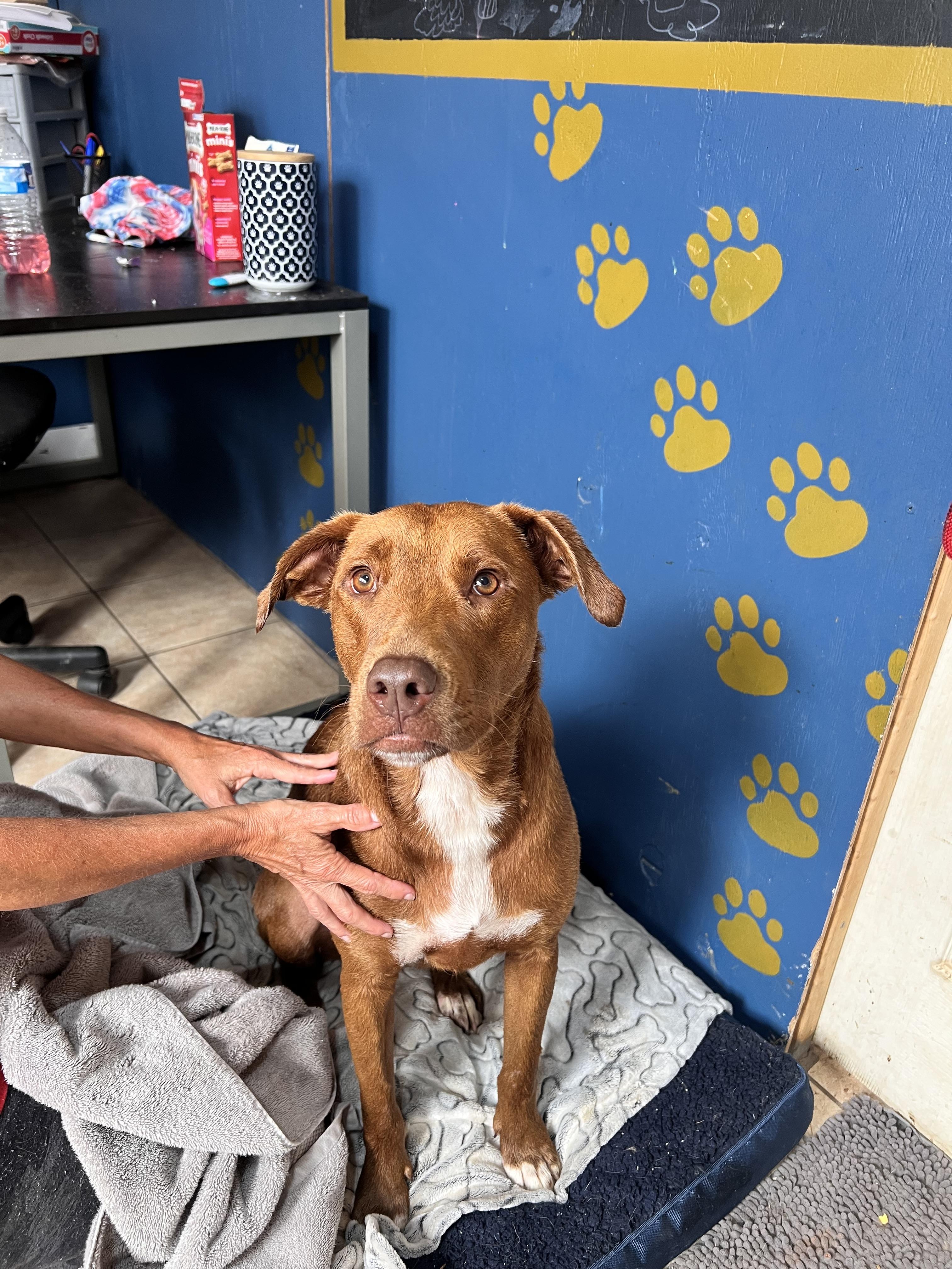 Enlarge Caine, a Adoptable mixed breed in Tracy City , TN image 3/3