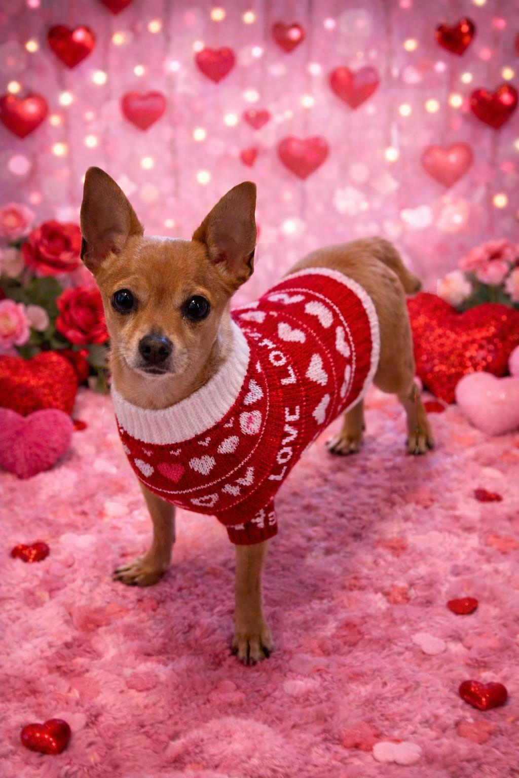 Ryder, Adopted, Adult Male Chihuahua.