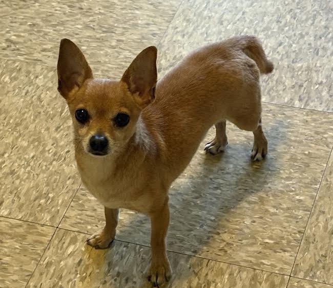 Enlarge Ryder, a Adopted Chihuahua in Sistersville, WV image 2/3