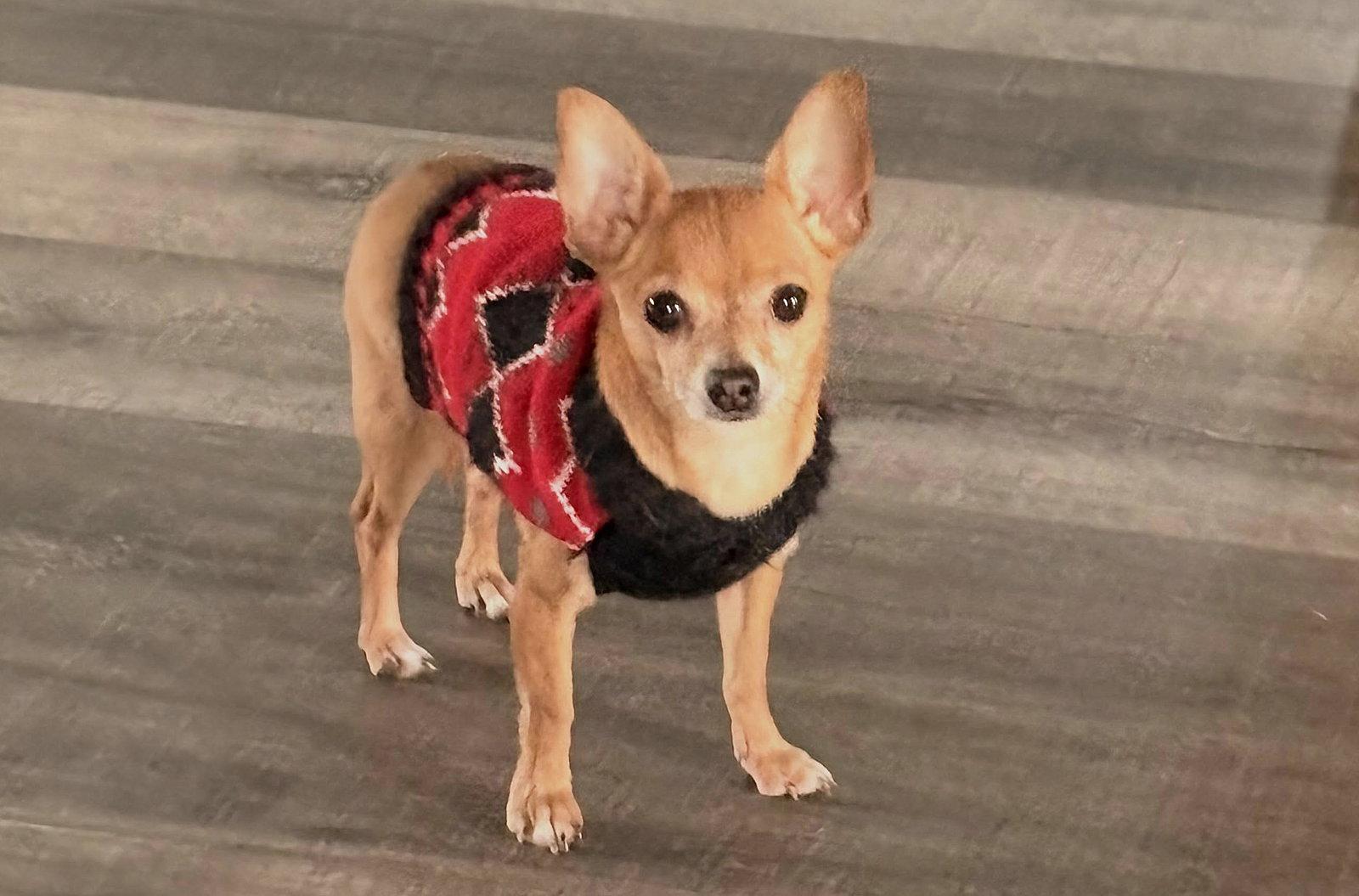 Enlarge Ryder, a Adopted Chihuahua in Sistersville, WV image 3/3