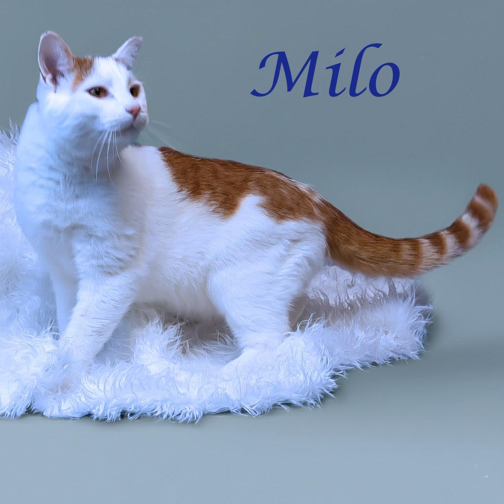 Enlarge Milo C25-331, a Adoptable Domestic Short Hair in Lebanon, TN image 2/5