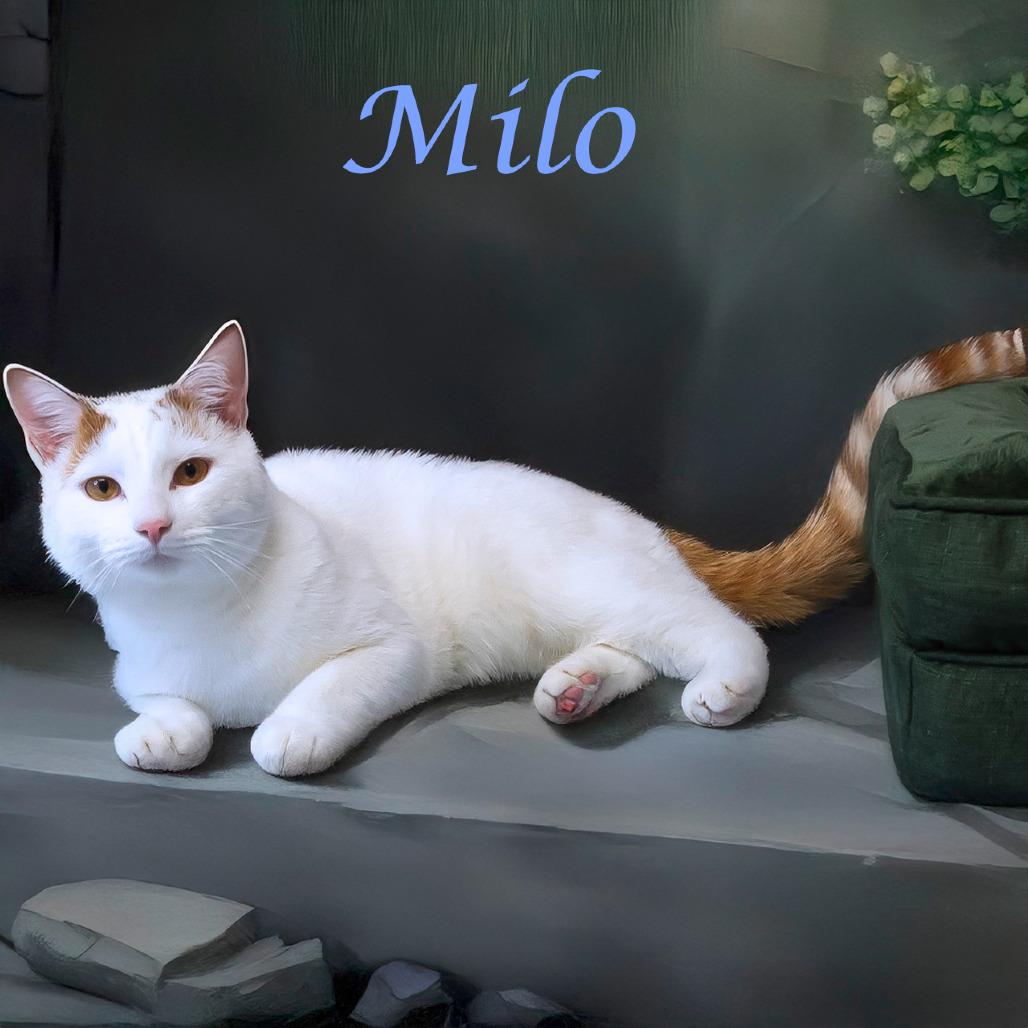 Enlarge Milo C25-331, a Adoptable Domestic Short Hair in Lebanon, TN image 3/5
