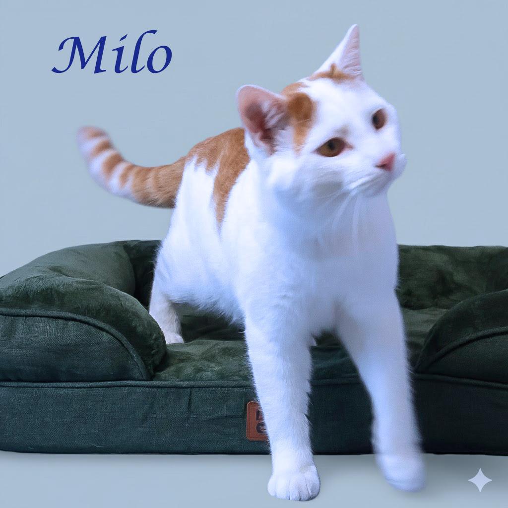 Enlarge Milo C25-331, a Adoptable Domestic Short Hair in Lebanon, TN image 4/5