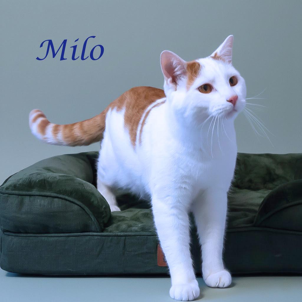 Enlarge Milo C25-331, a Adoptable Domestic Short Hair in Lebanon, TN image 5/5