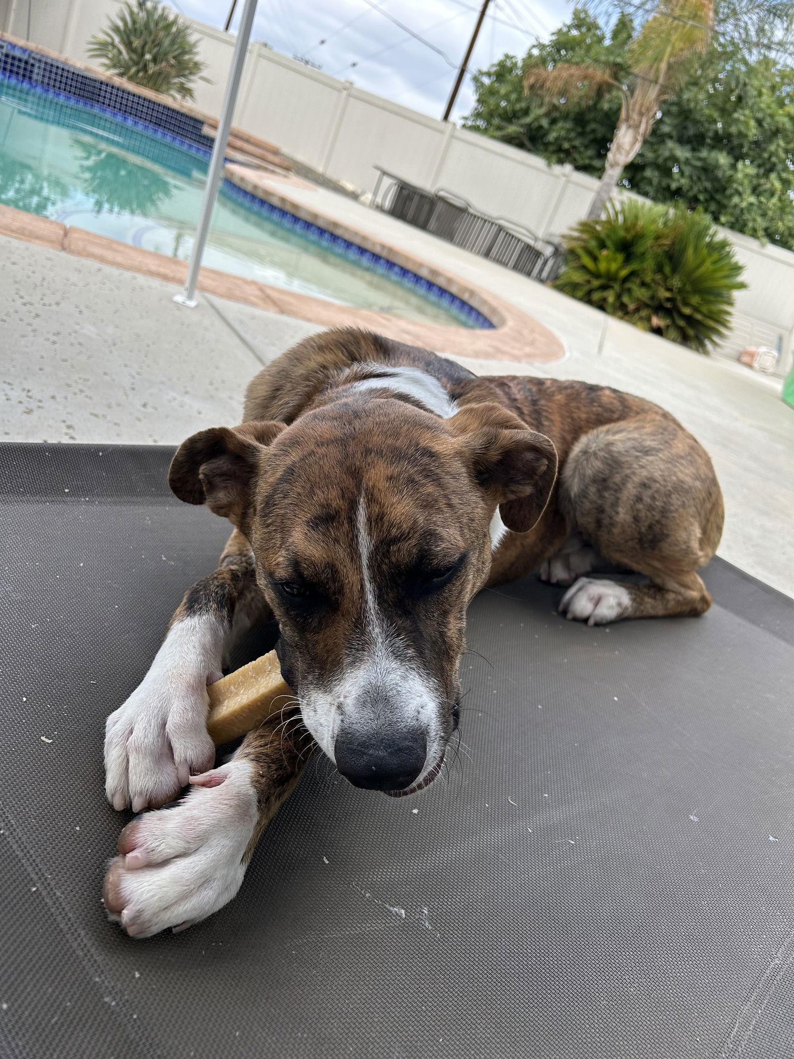 Kasey, Adopted, Young Male Boxer.