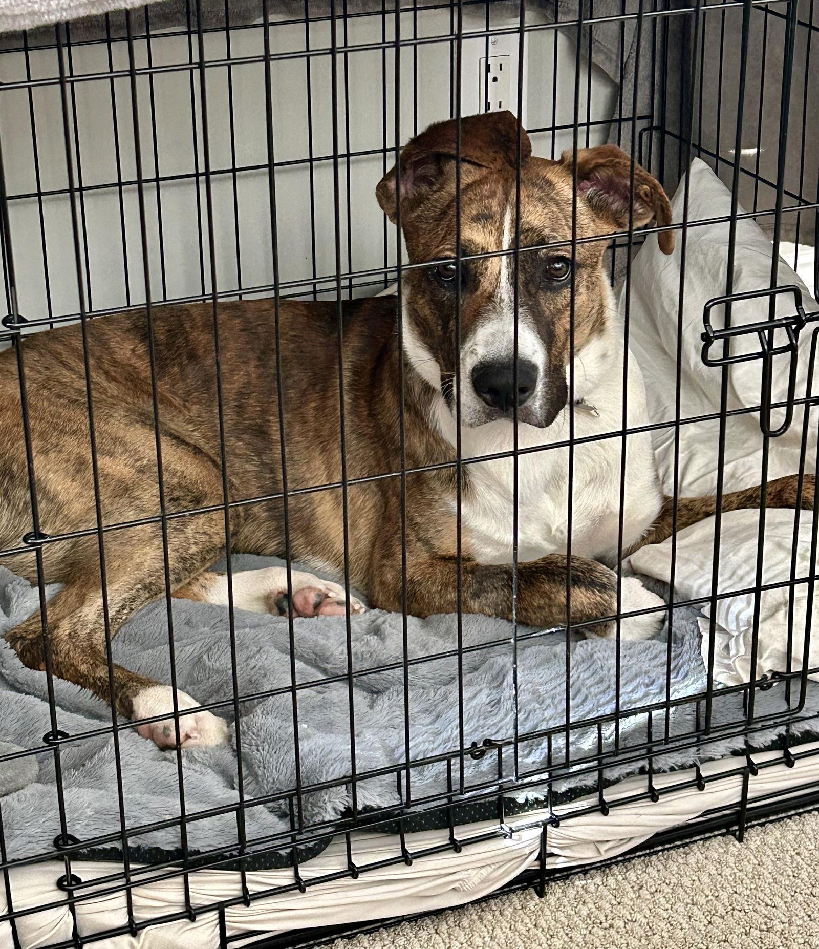 Kasey, a Adopted Boxer in Sparks, NV image 3/3