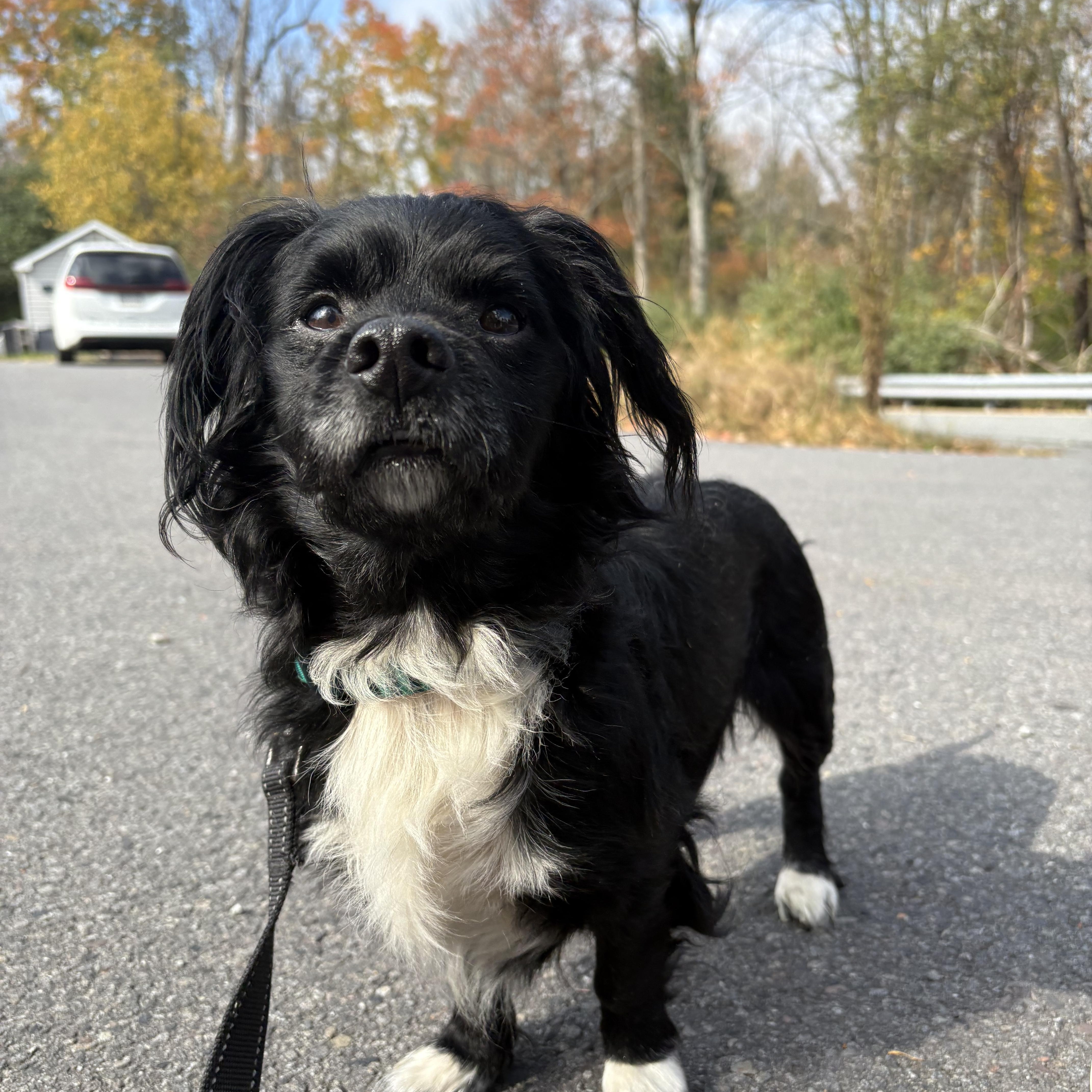 Enlarge Binx, a Adopted mixed breed in Honesdale, PA image 1/3