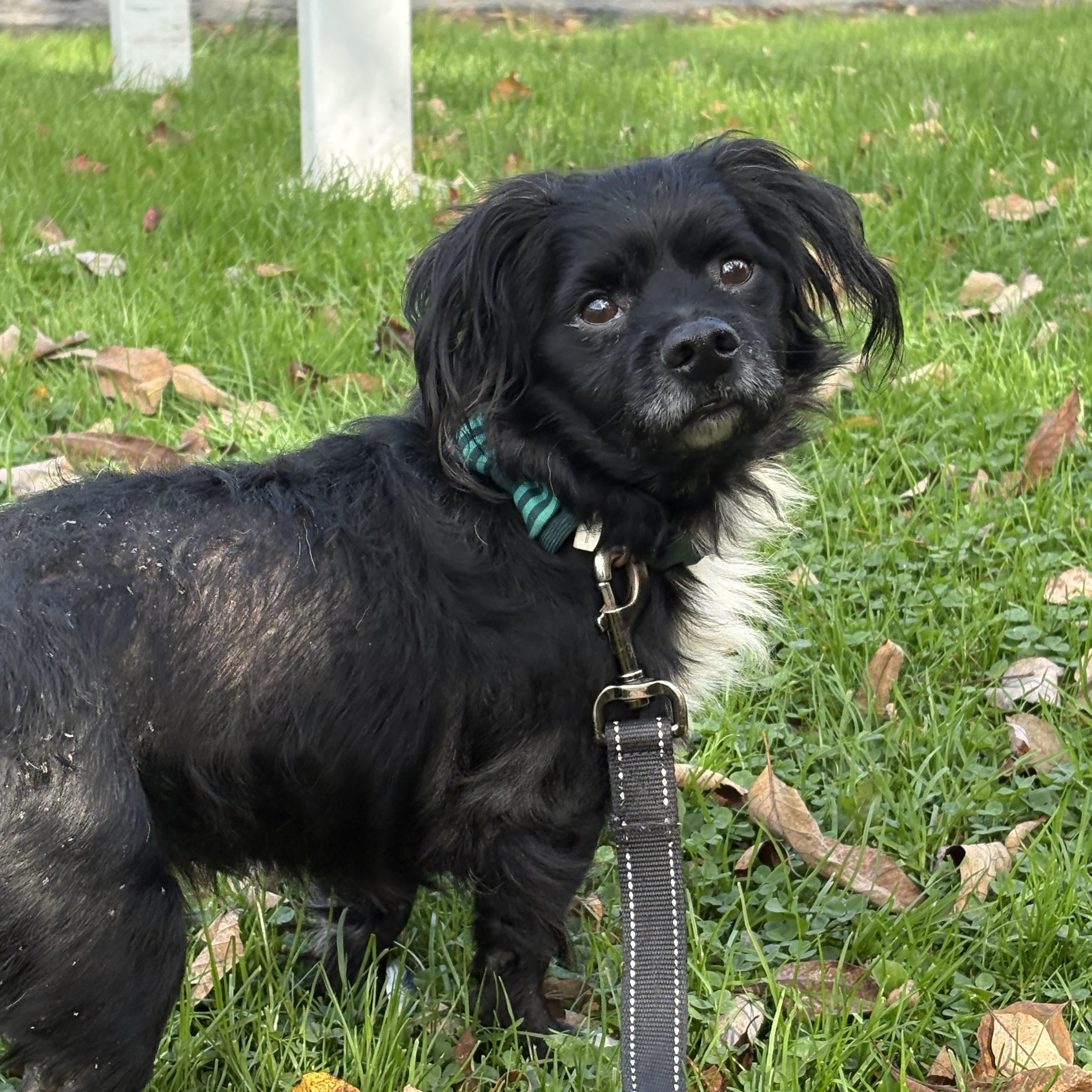 Enlarge Binx, a Adopted mixed breed in Honesdale, PA image 2/3