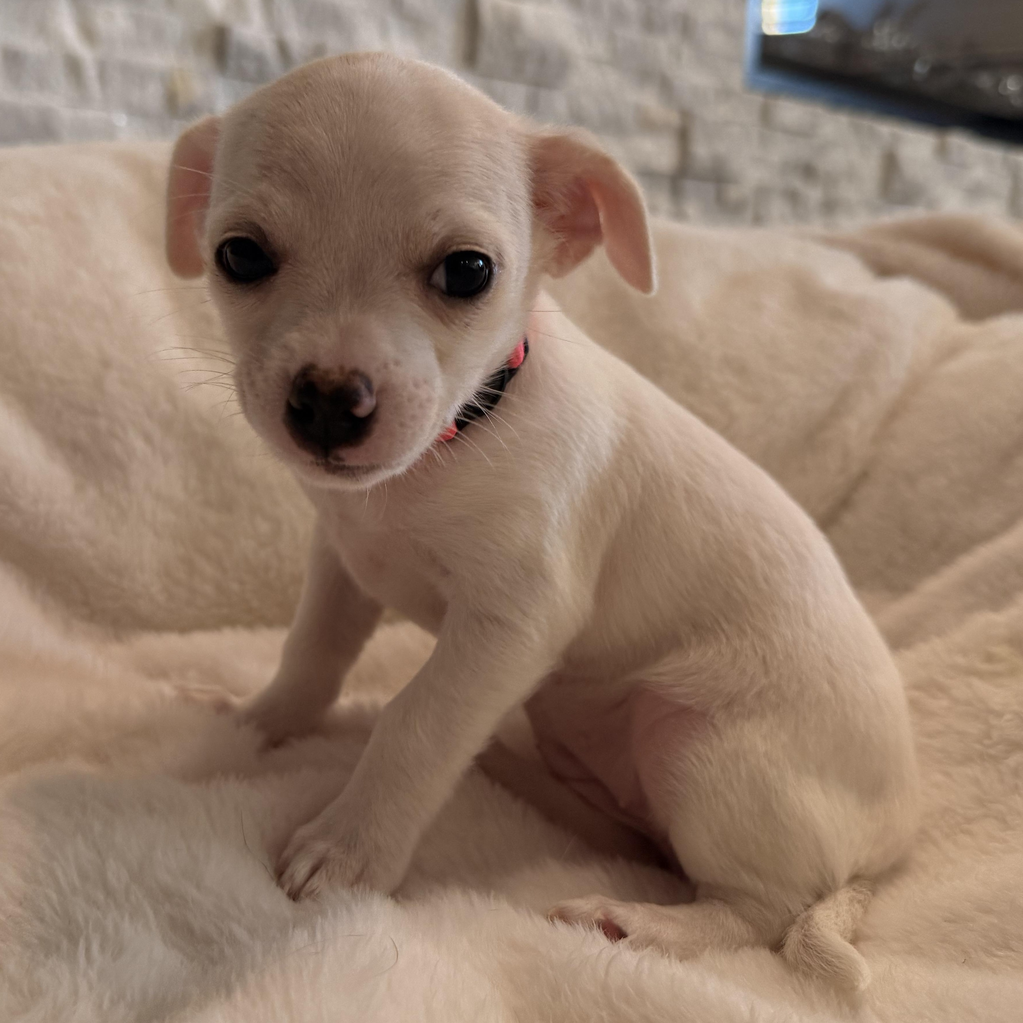 Bugie, Baby Male Chihuahua