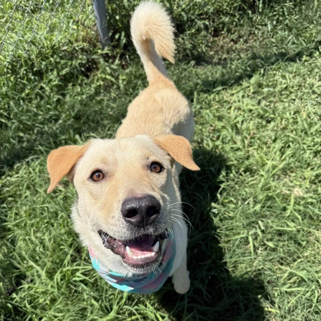 Enlarge Joxster, a Adoptable Labrador Retriever in Pittsburgh, PA image 1/6