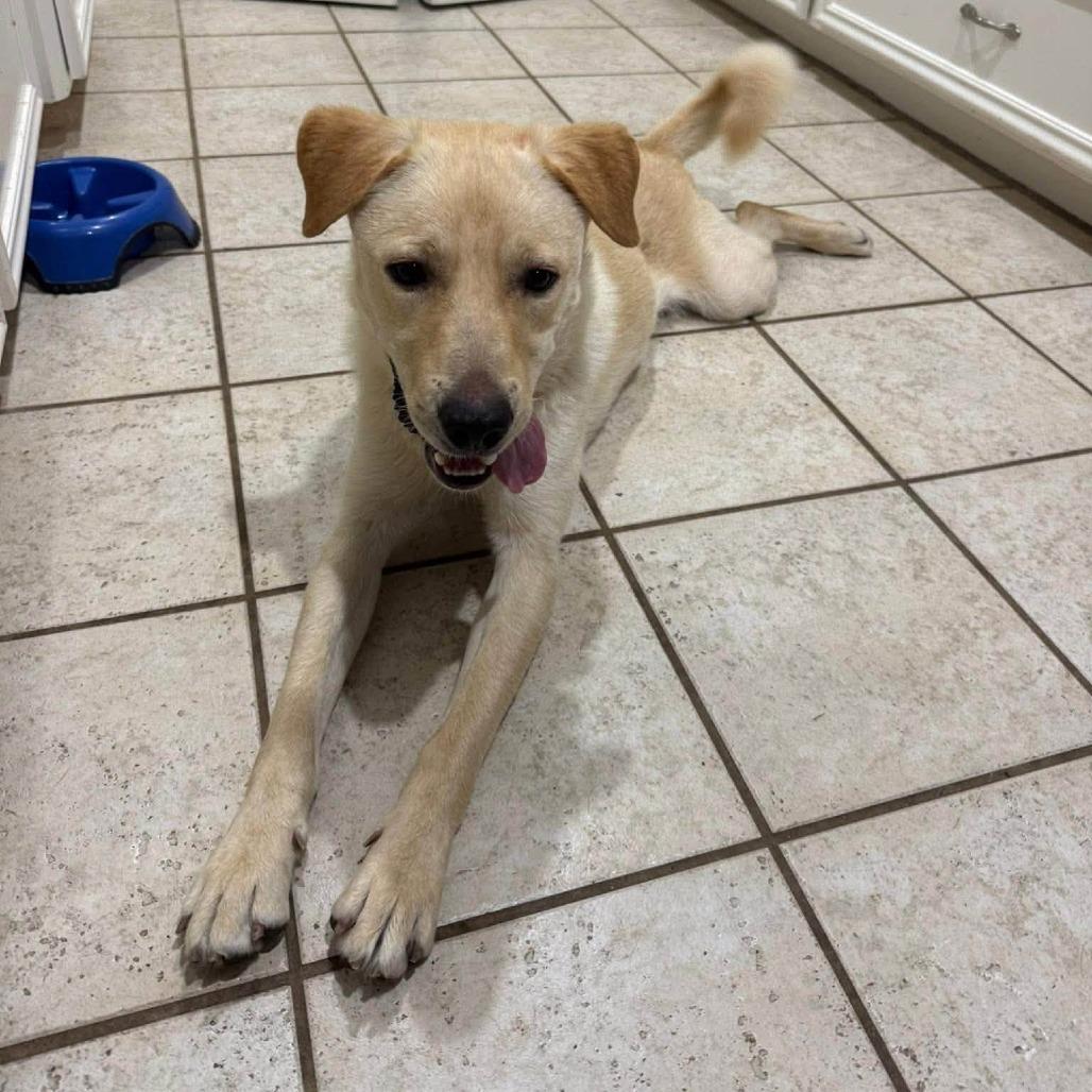 Enlarge Joxster, a Adoptable Labrador Retriever in Pittsburgh, PA image 2/6