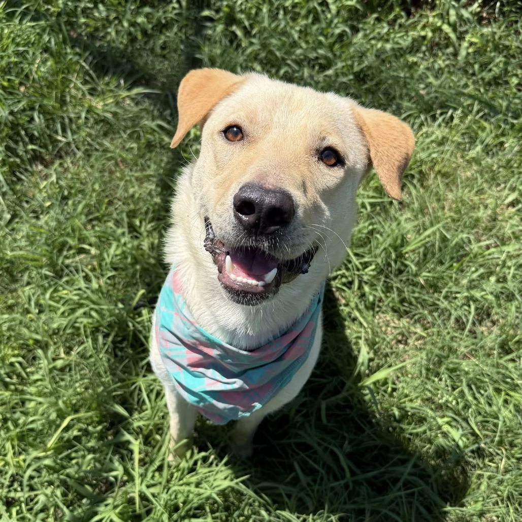 Enlarge Joxster, a Adoptable Labrador Retriever in Pittsburgh, PA image 3/6