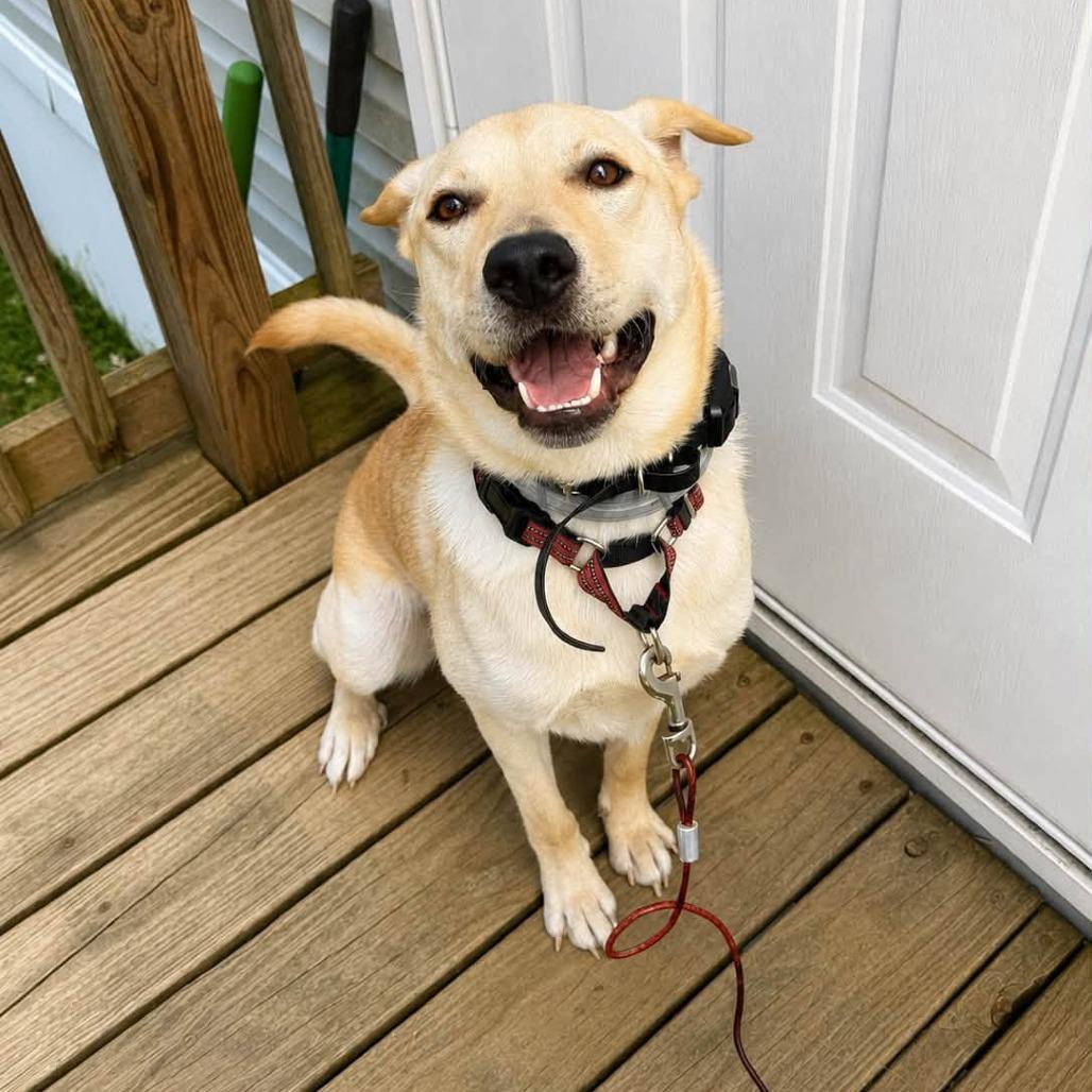 Enlarge Joxster, a Adoptable Labrador Retriever in Pittsburgh, PA image 4/6