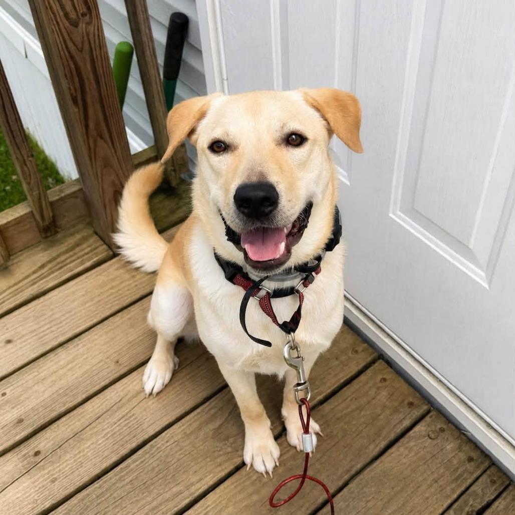 Enlarge Joxster, a Adoptable Labrador Retriever in Pittsburgh, PA image 5/6