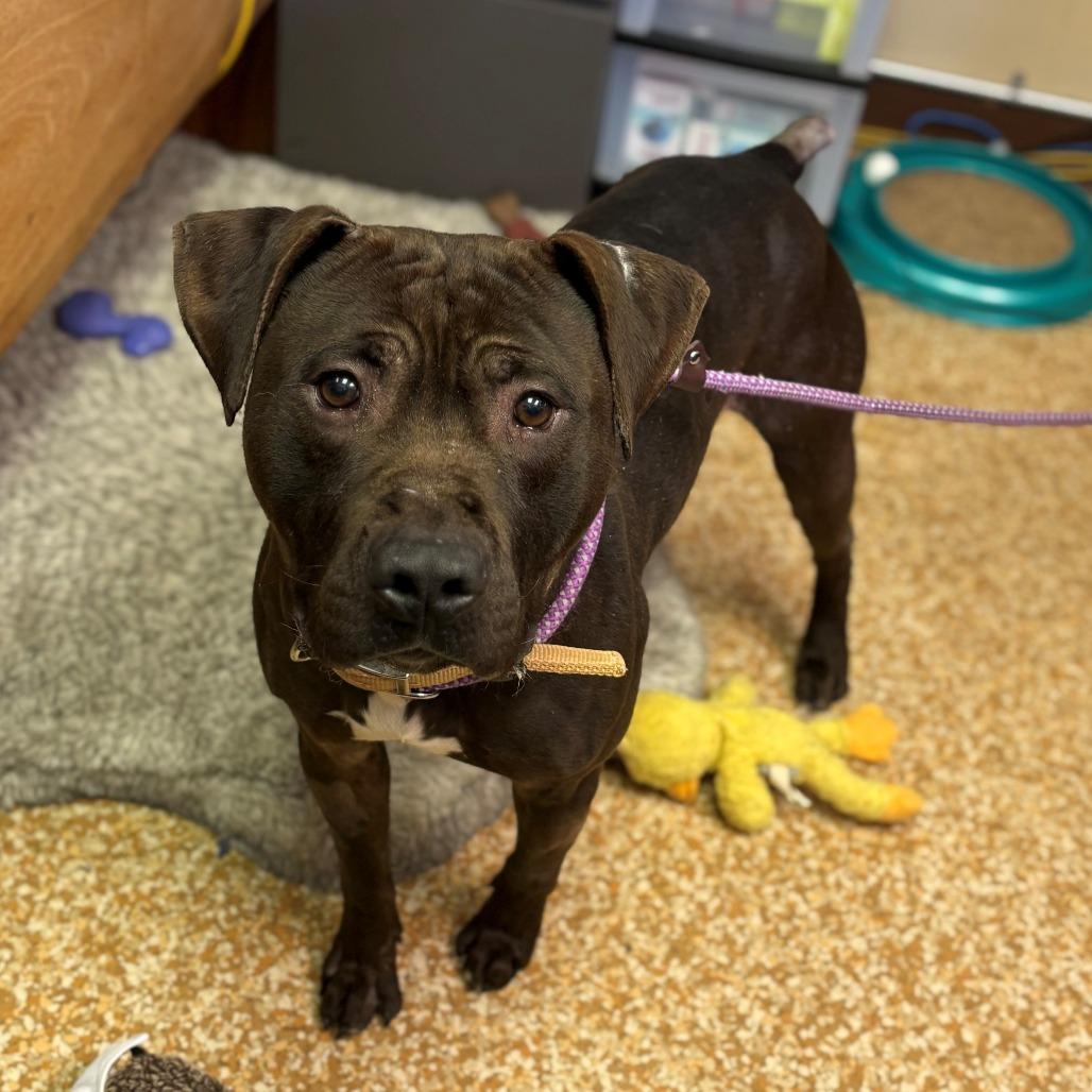 Chewy, Adoptable, Adult Male Pit Bull Terrier.