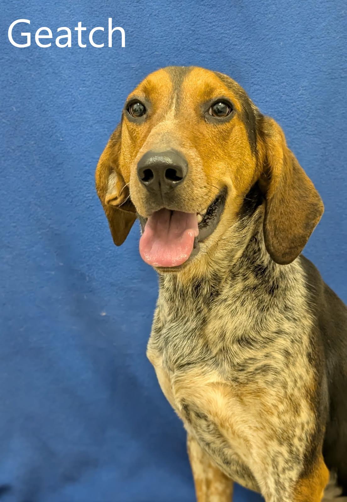 Enlarge Geatch, a ADOPTABLE mixed breed in Mount Vernon, OH image 1/2