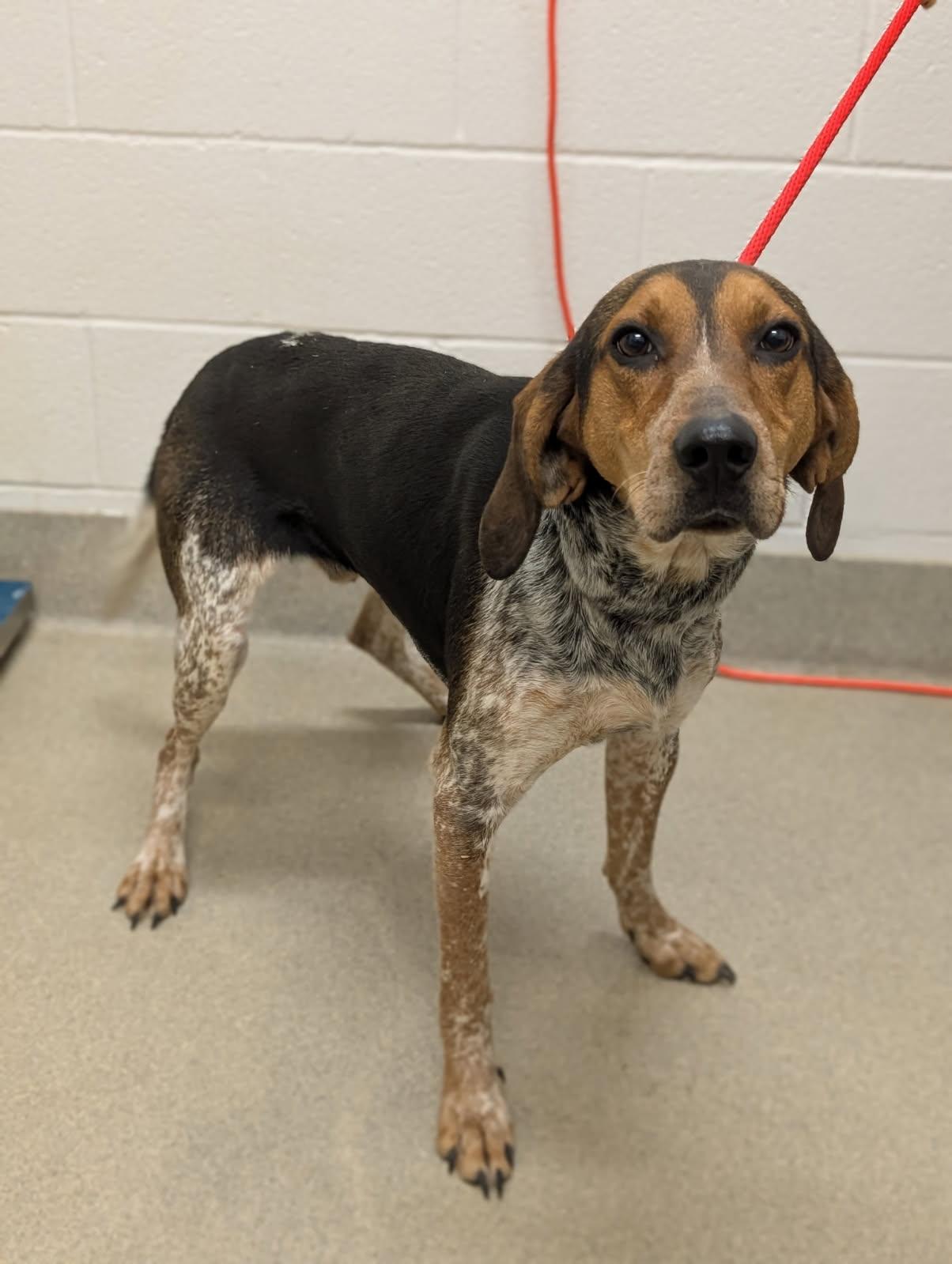 Enlarge Geatch, a ADOPTABLE mixed breed in Mount Vernon, OH image 2/2