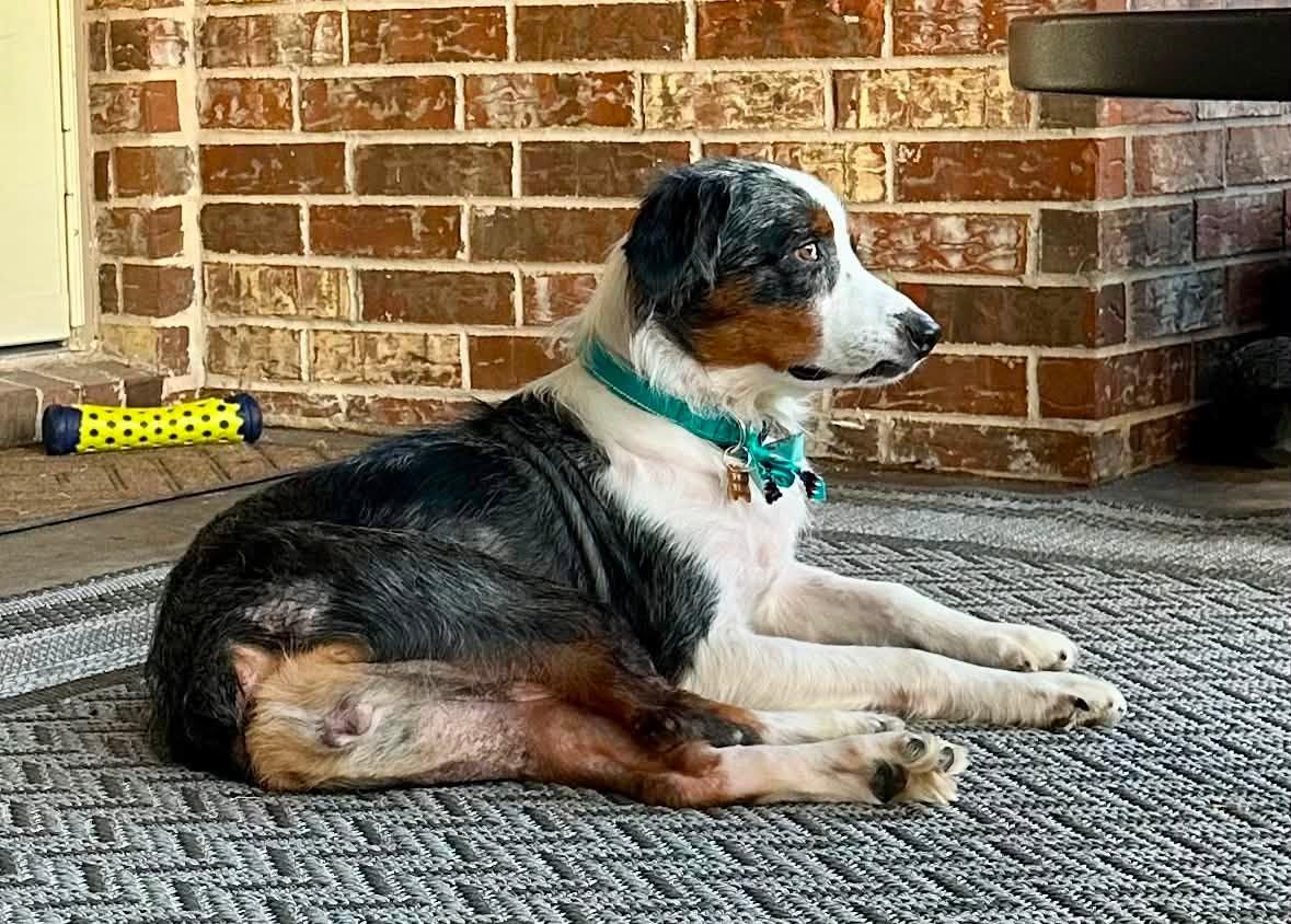 Enlarge [MEDICAL HOLD] - ARPH 14720 Beignet, a Adoptable Australian Shepherd in Tulsa, OK image 2/2