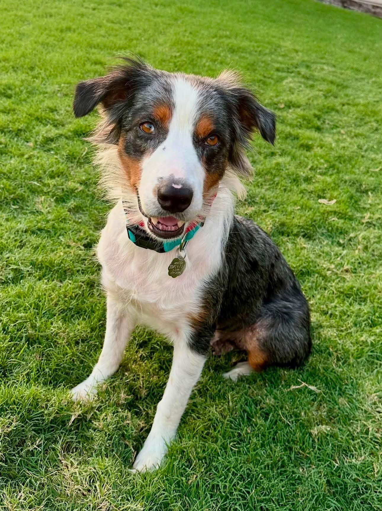 [MEDICAL HOLD] - ARPH 14720 Beignet, Adoptable, Adult Female Australian Shepherd.