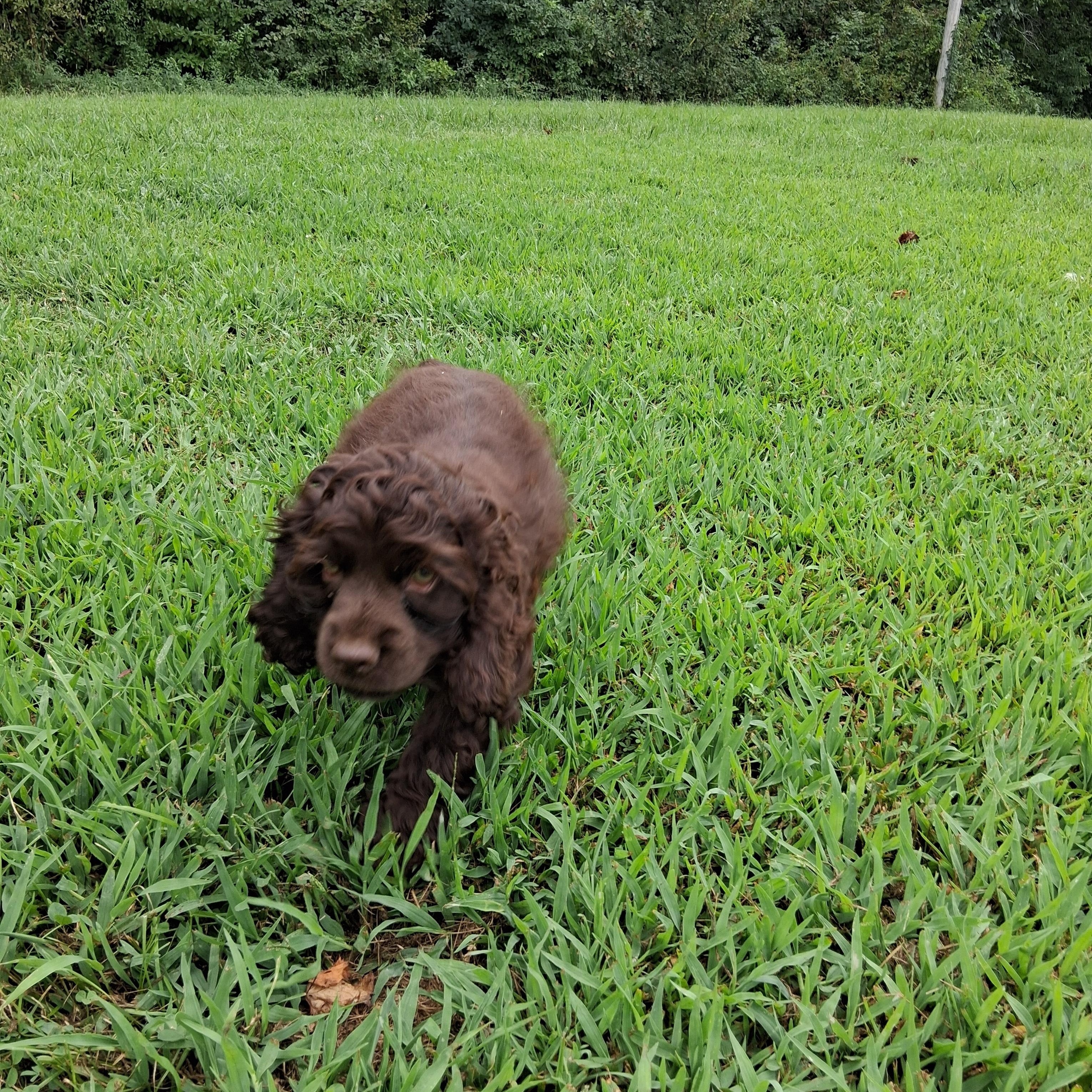Enlarge Cocoa, a ADOPTABLE Cocker Spaniel in Fordland, MO image 2/3