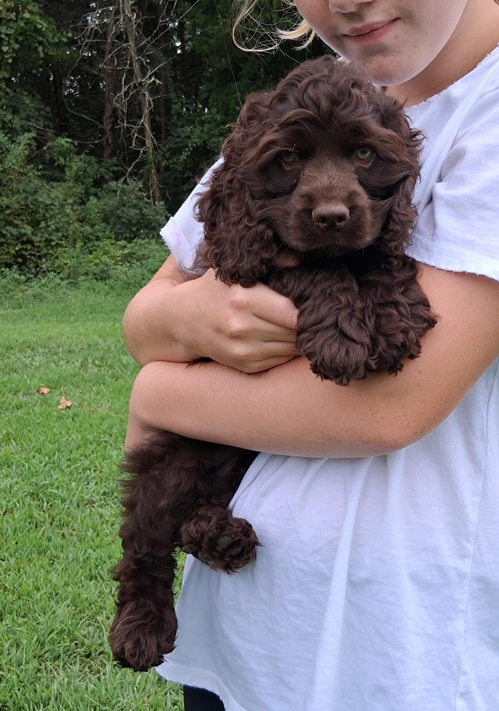 Cocoa, ADOPTABLE, Puppy Female Cocker Spaniel.
