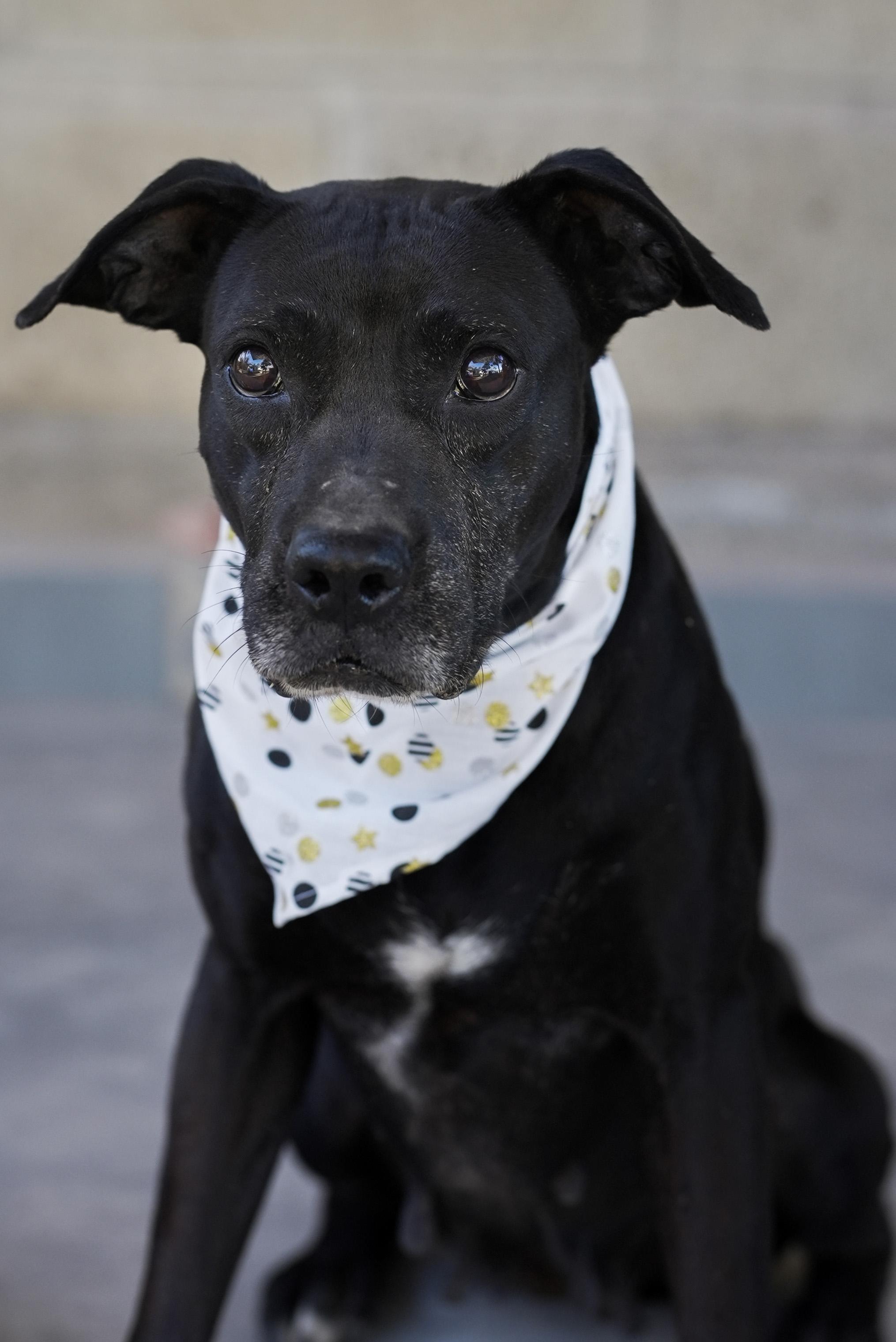 Enlarge Yesenia, a Adoptable mixed breed in Calgary, AB image 5/6